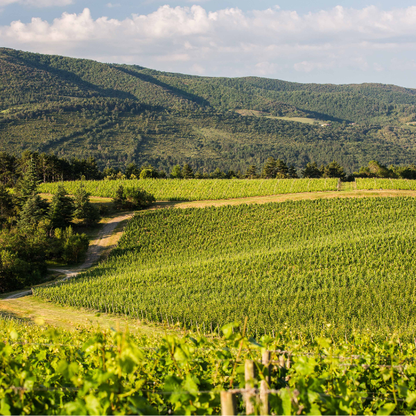 Normanby Fine Wines