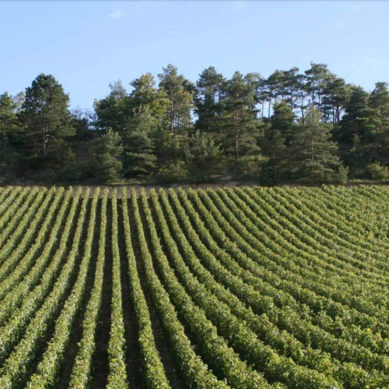 Normanby Fine Wines
