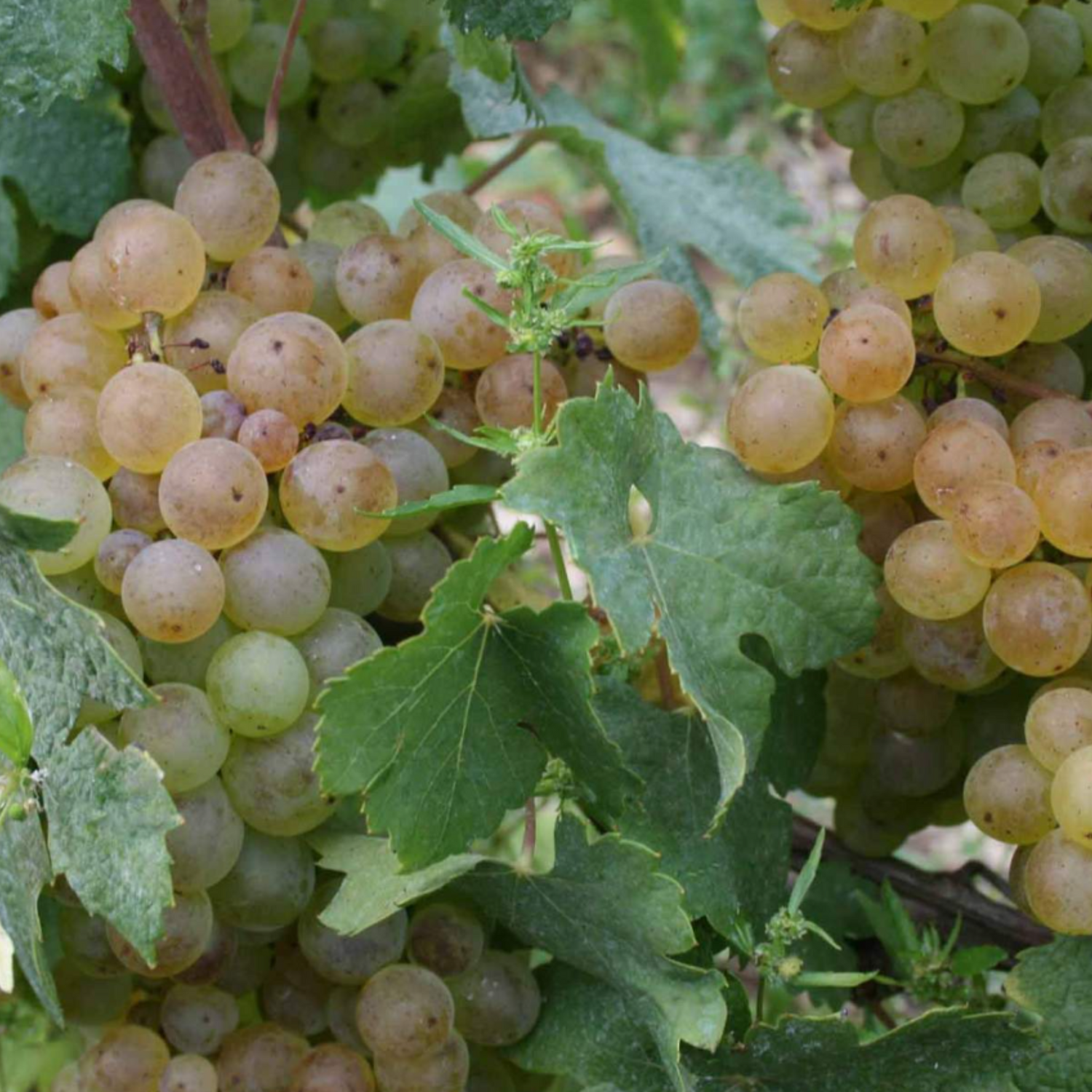 Normanby Fine Wines