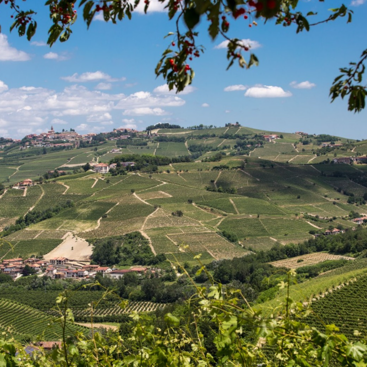 Normanby Fine Wines