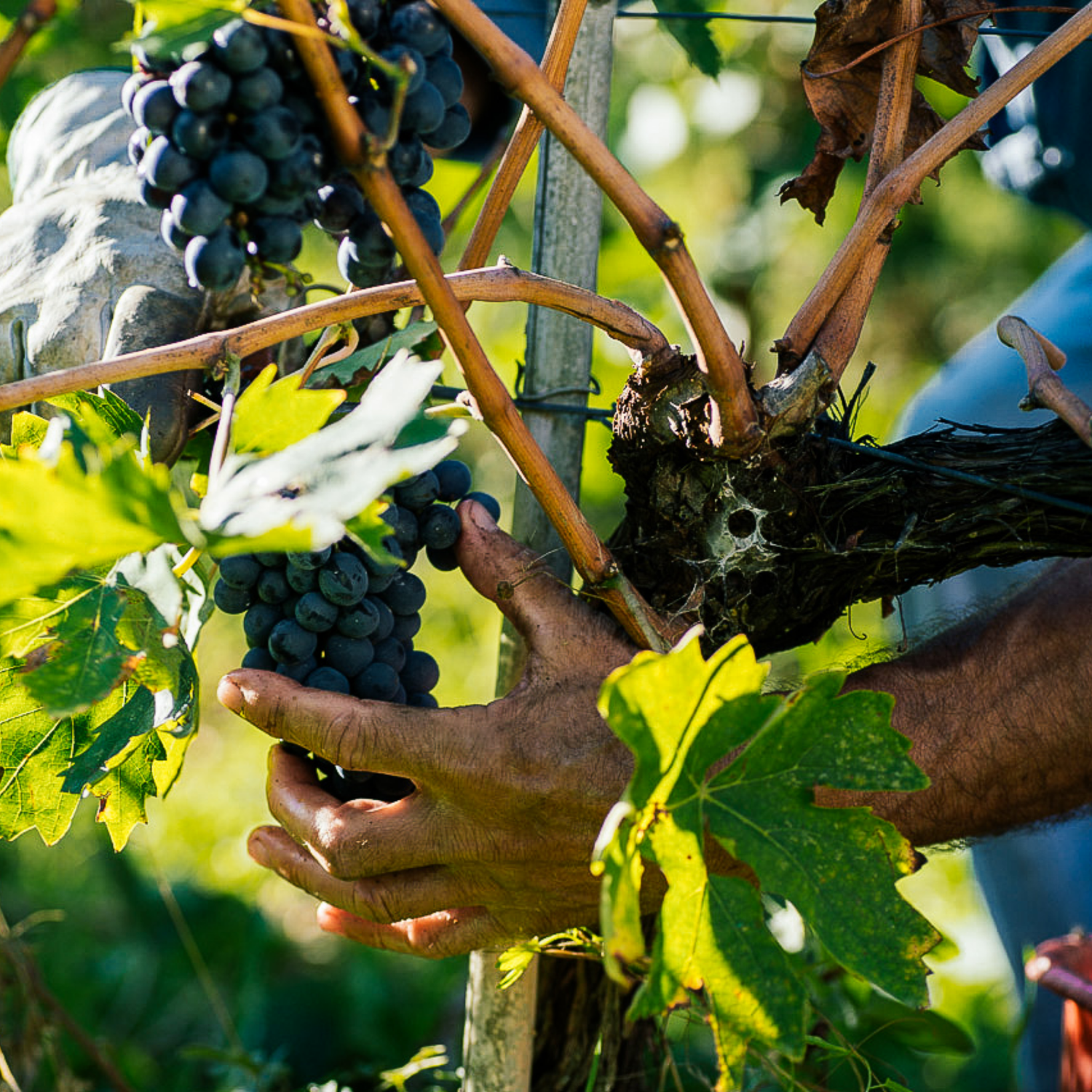 Normanby Fine Wines