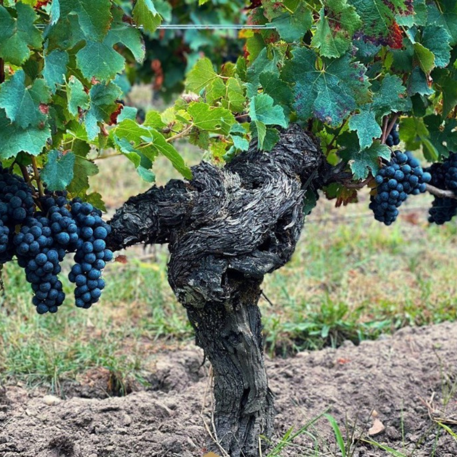 Normanby Fine Wines