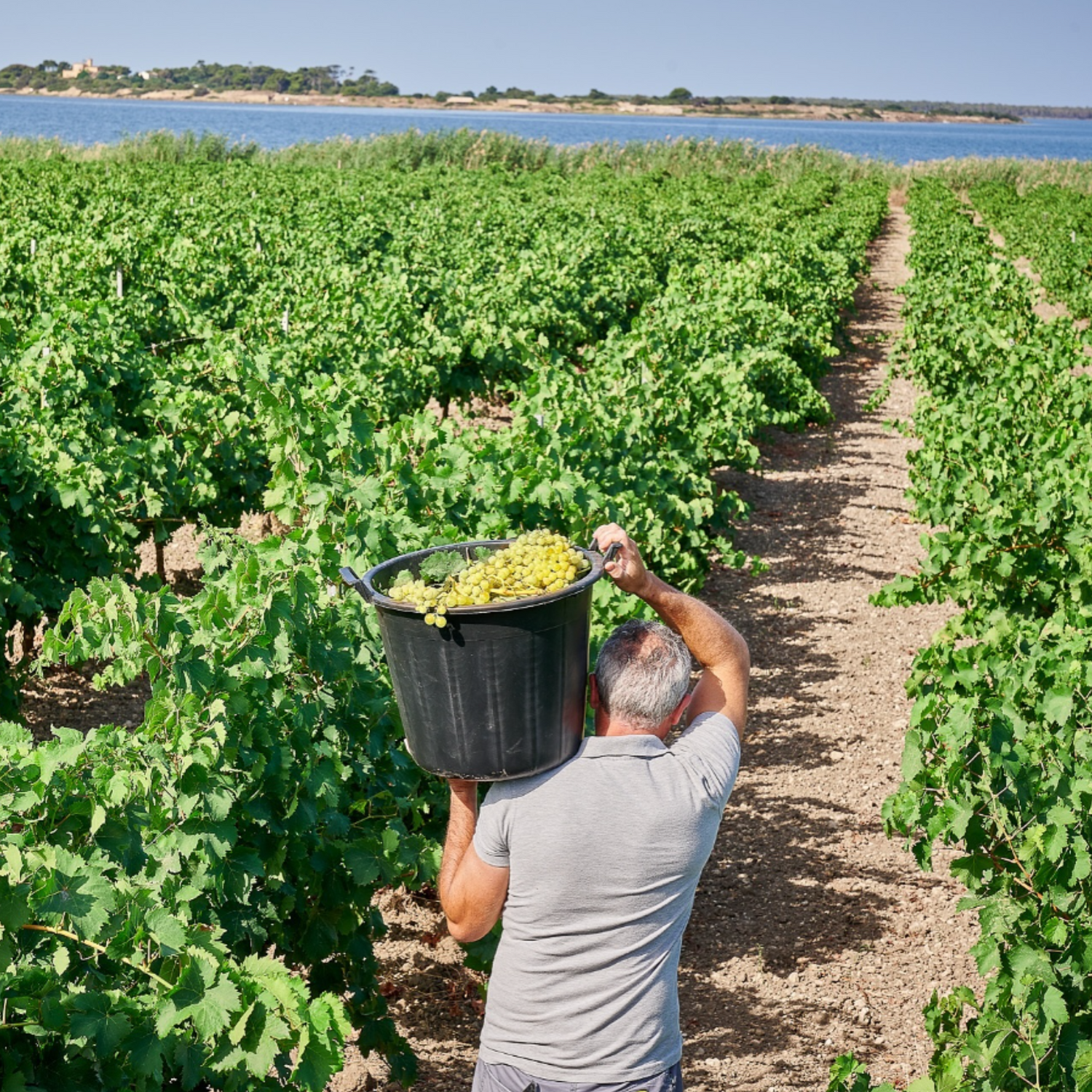 Normanby Fine Wines