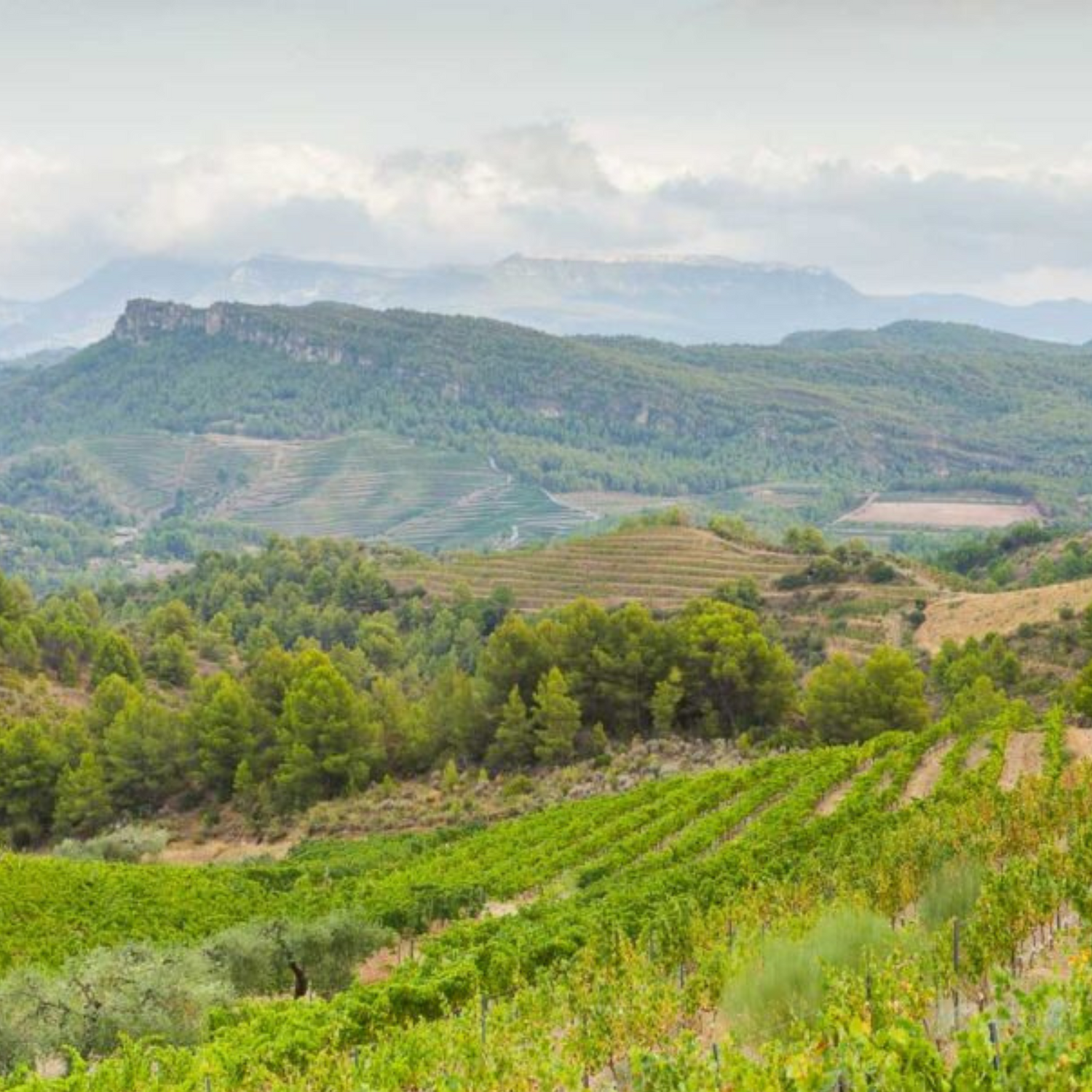 Normanby Fine Wines