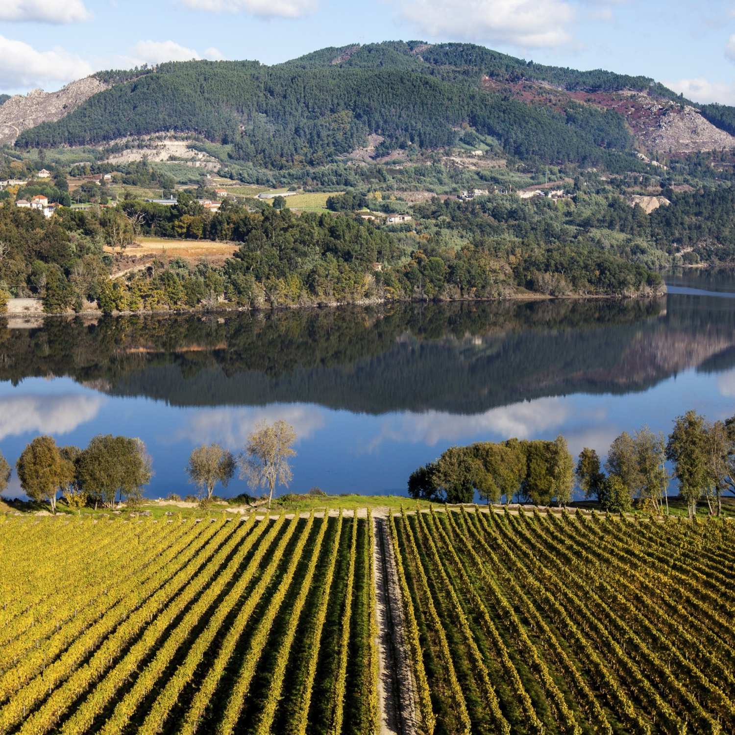 Normanby Fine Wines