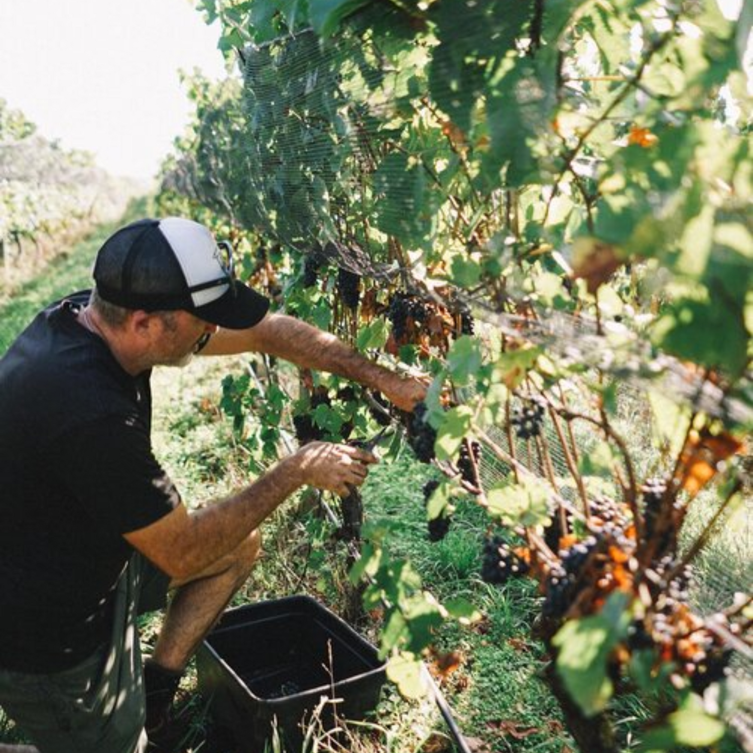 Normanby Fine Wines