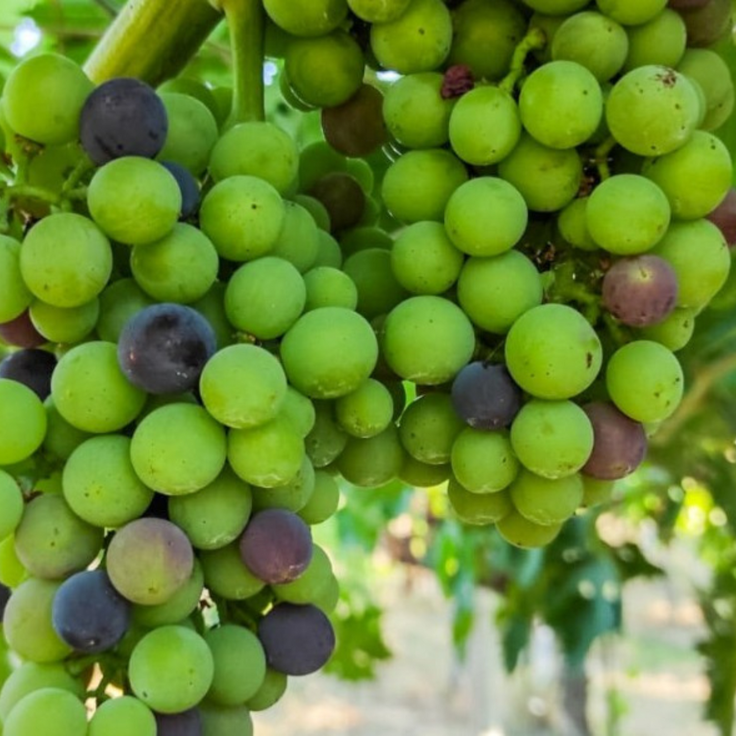 Normanby Fine Wines