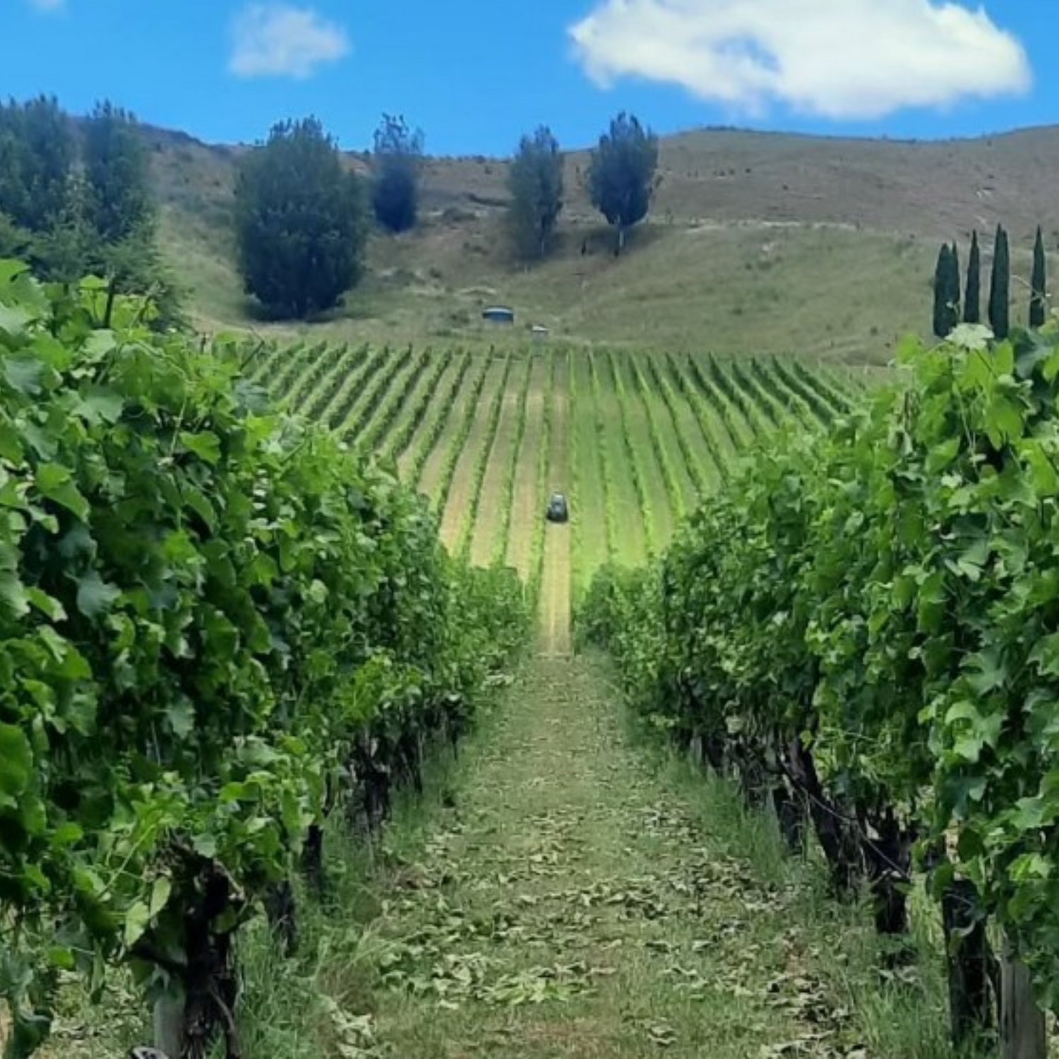 Normanby Fine Wines