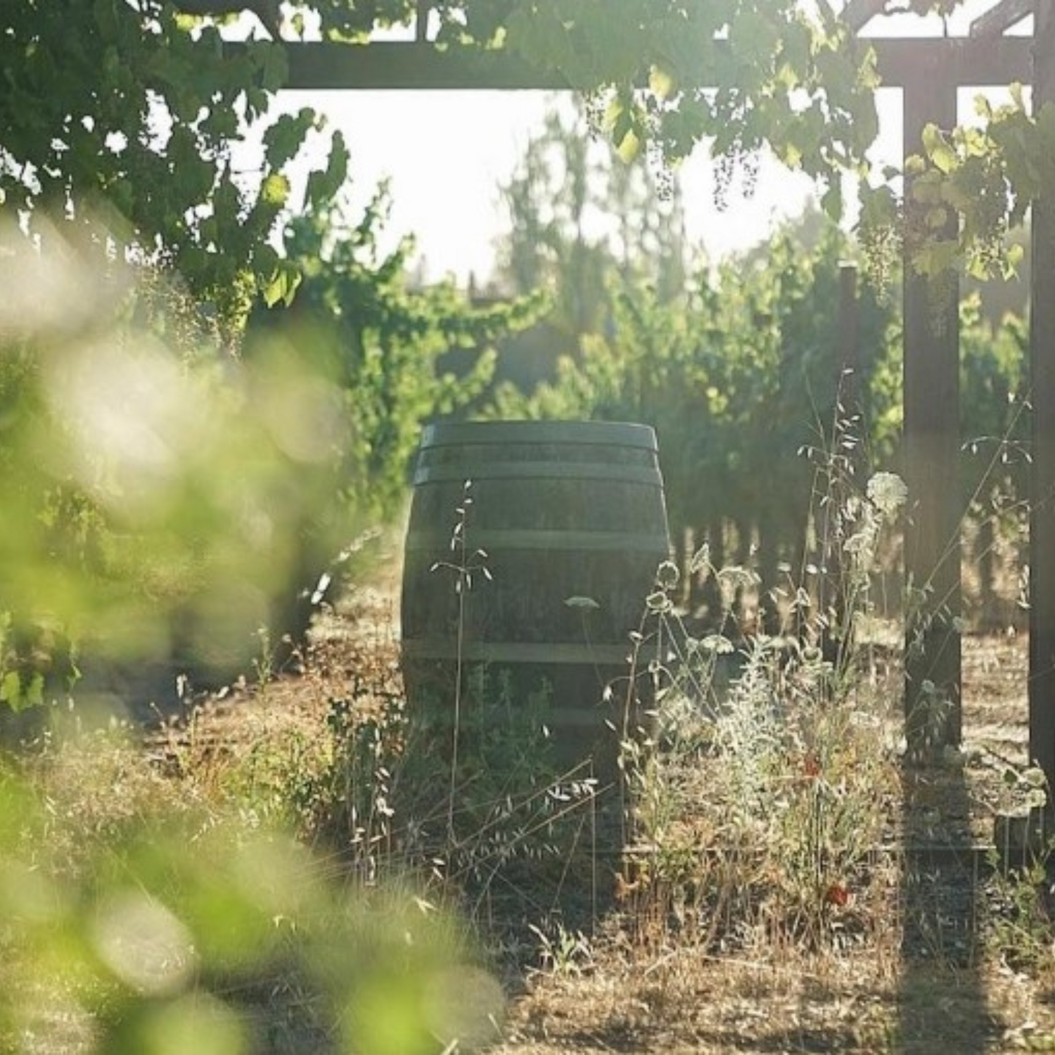 Normanby Fine Wines