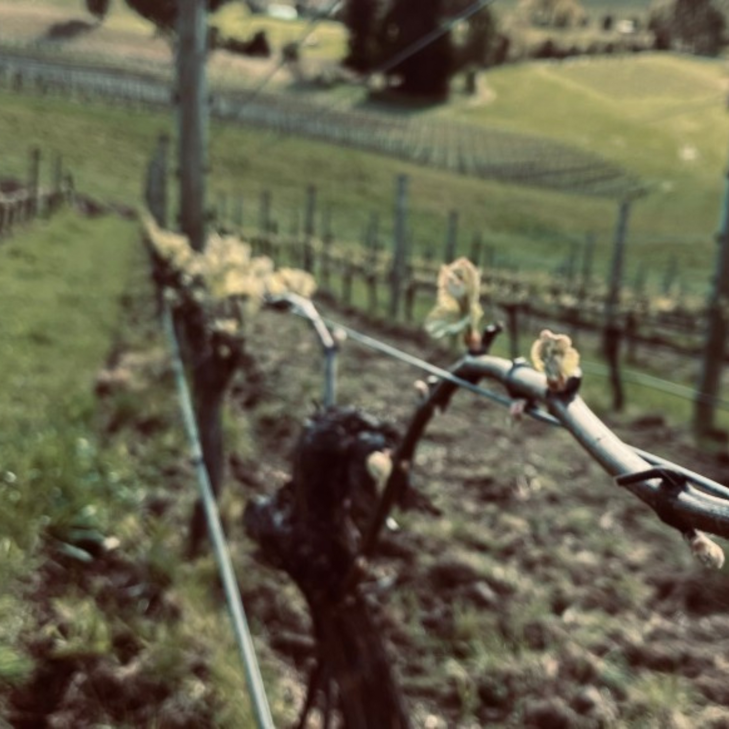 Normanby Fine Wines
