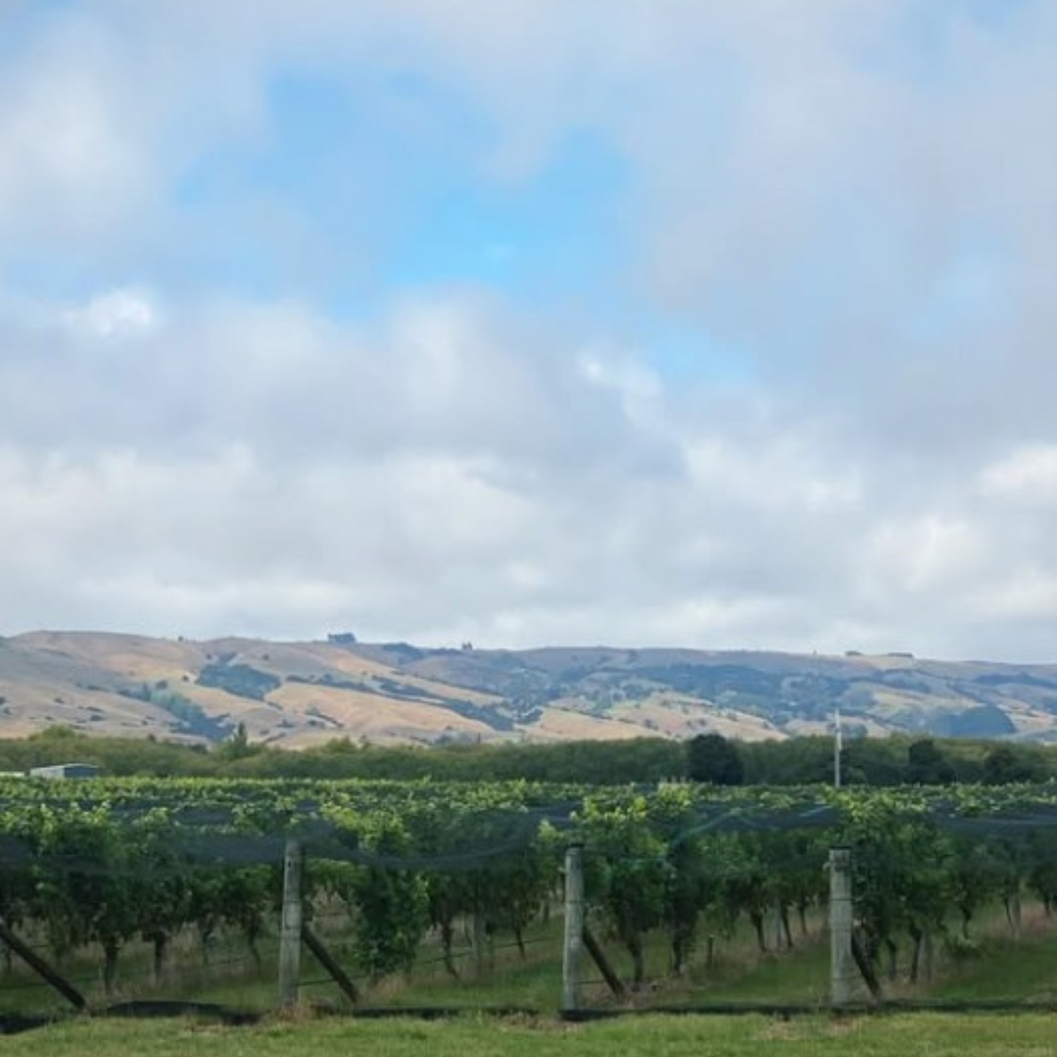 Normanby Fine Wines