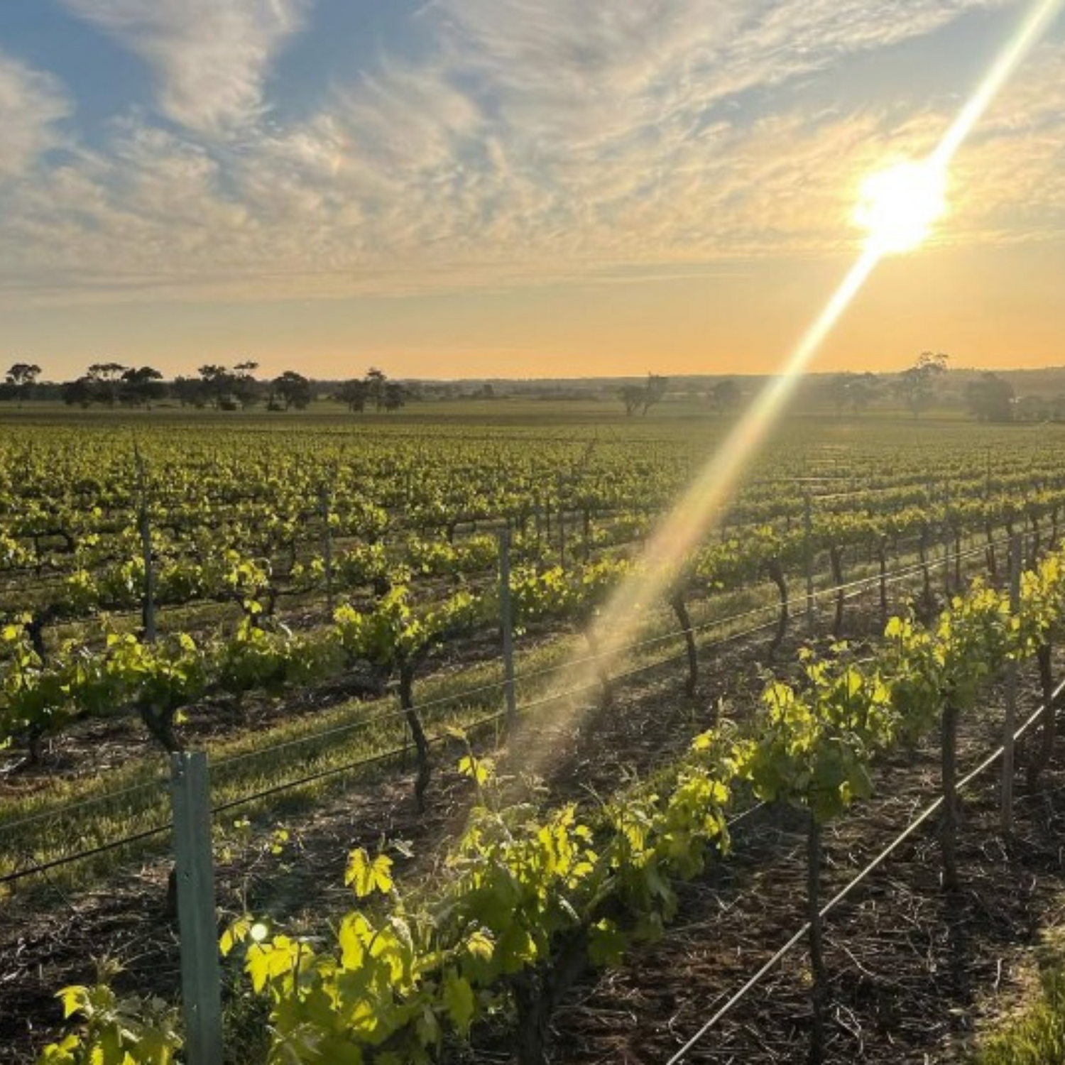 Normanby Fine Wines