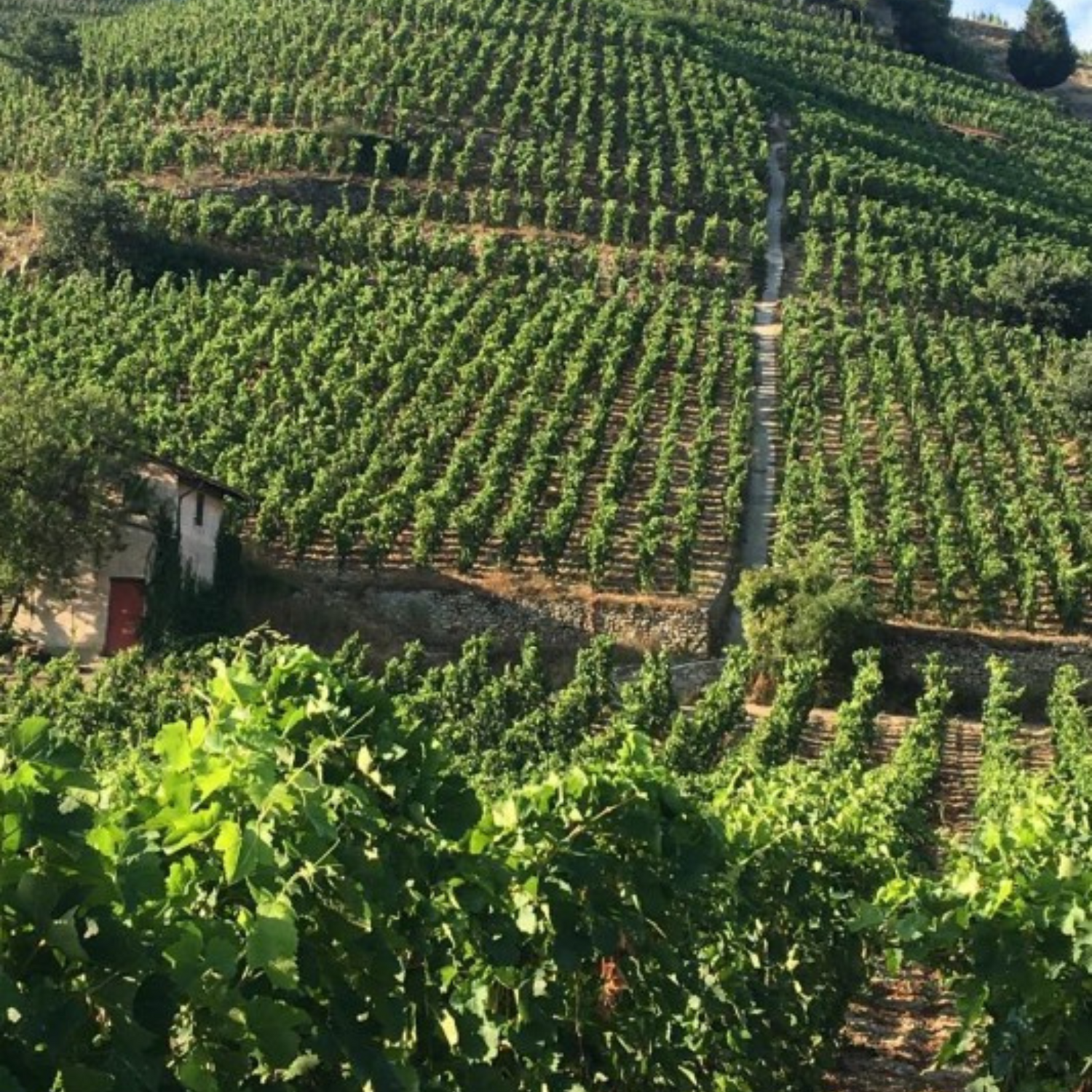 Normanby Fine Wines