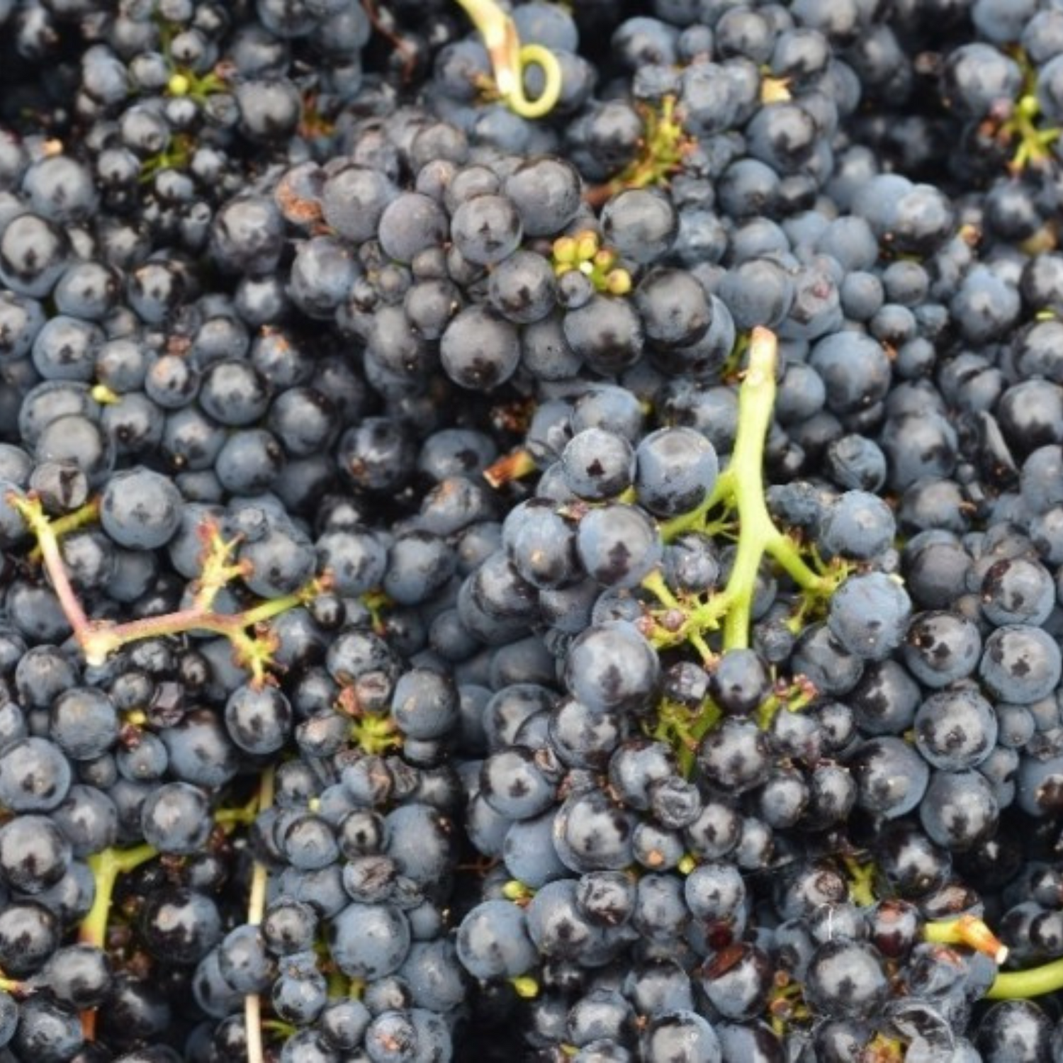 Normanby Fine Wines