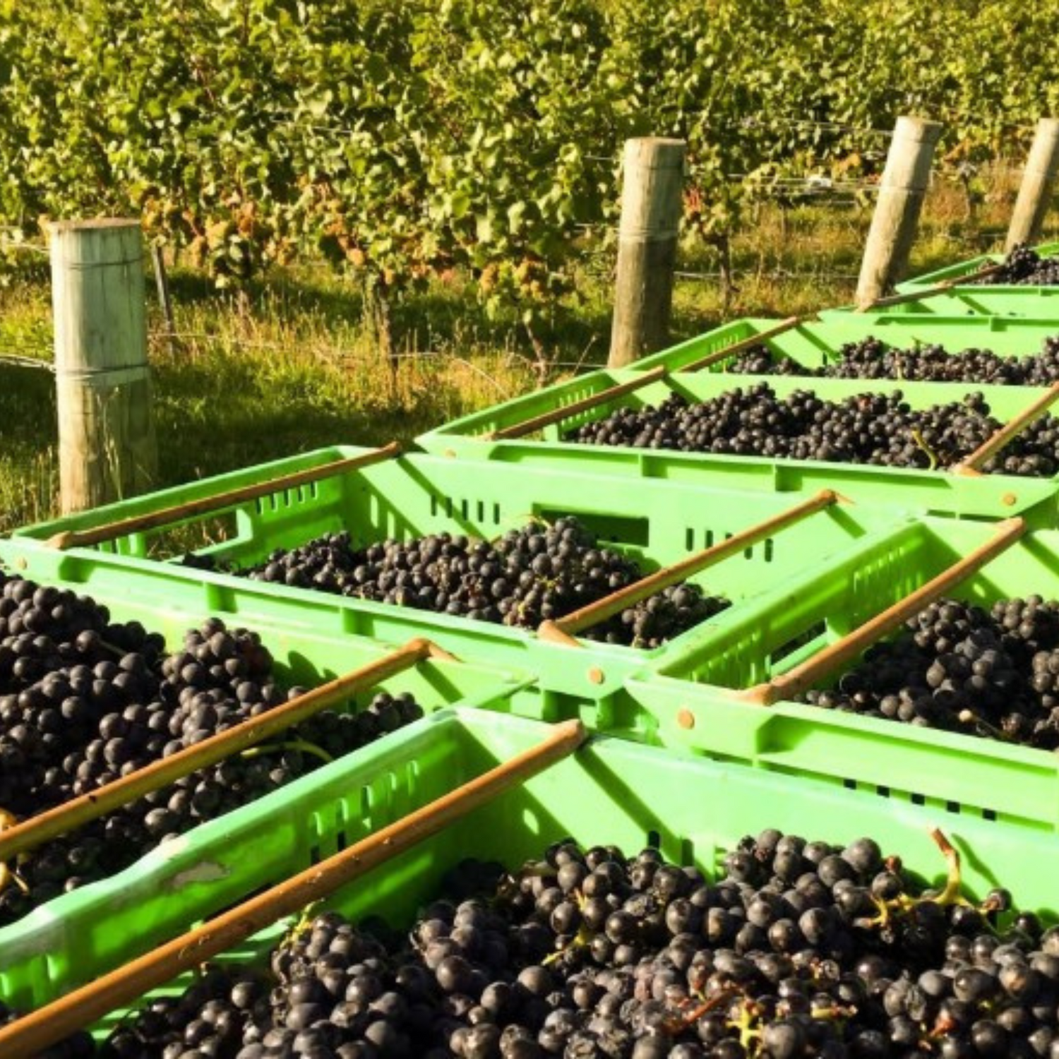 Normanby Fine Wines