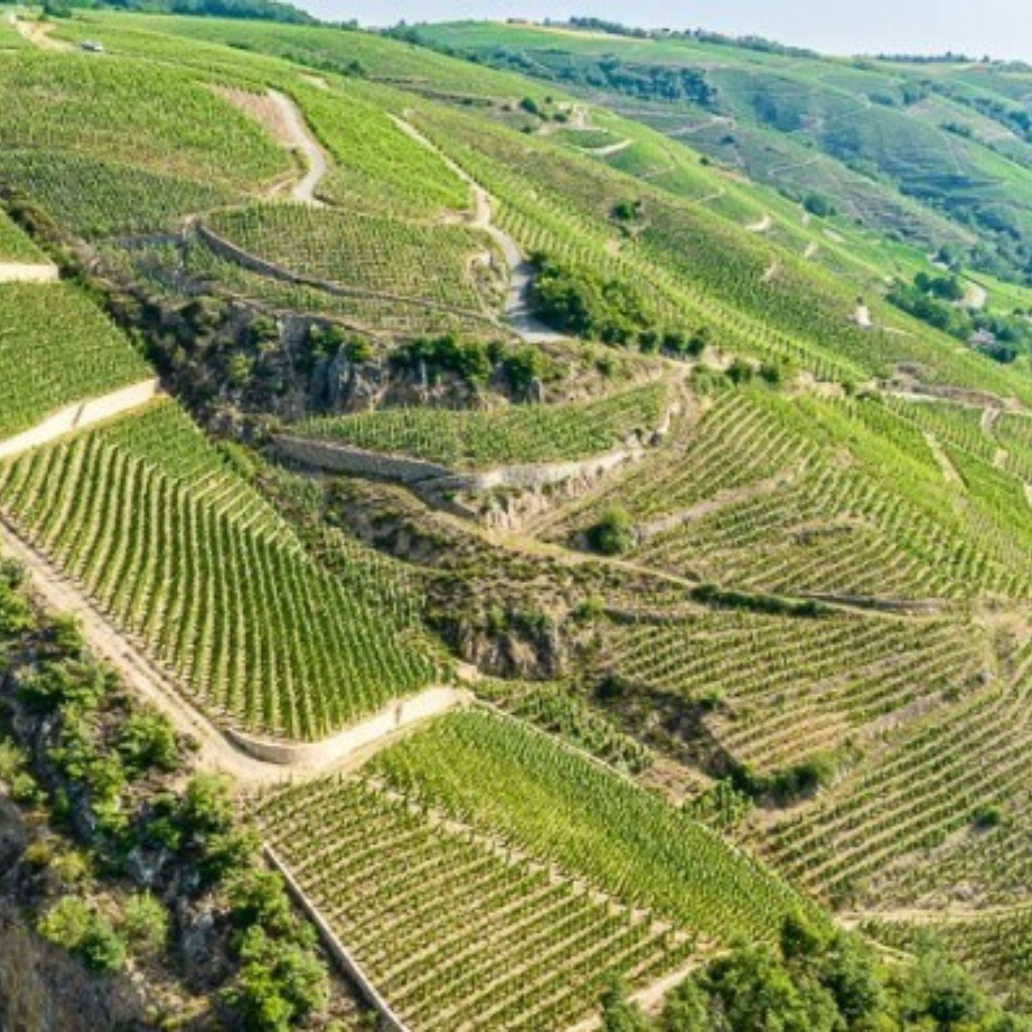 Normanby Fine Wines