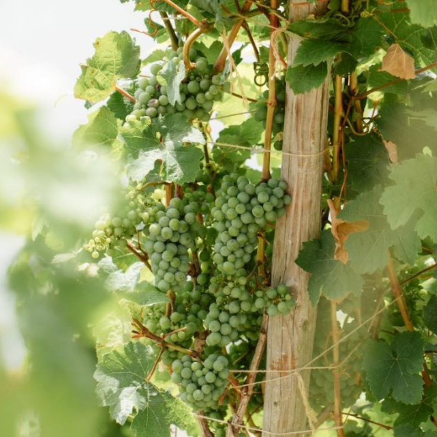 Normanby Fine Wines