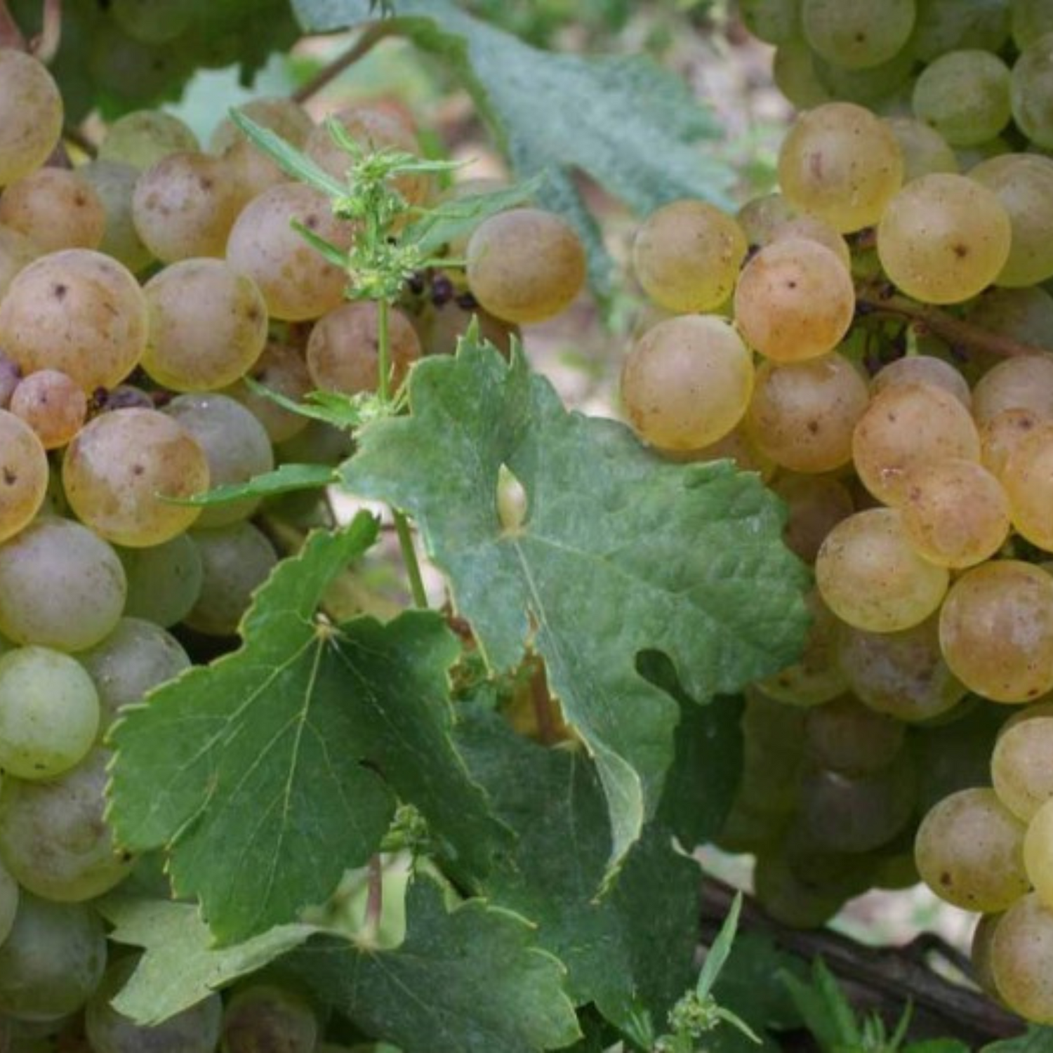 Normanby Fine Wines