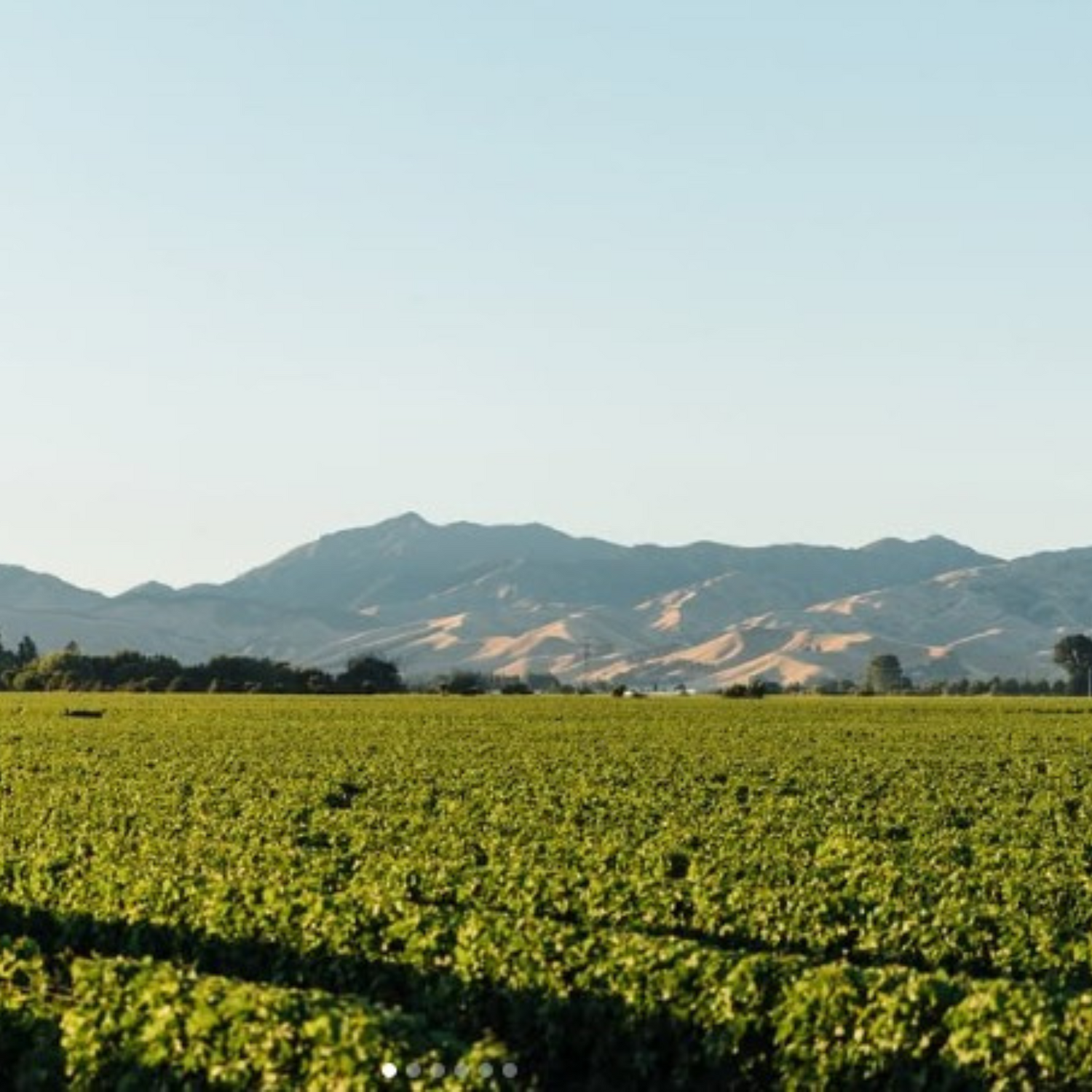 Normanby Fine Wines