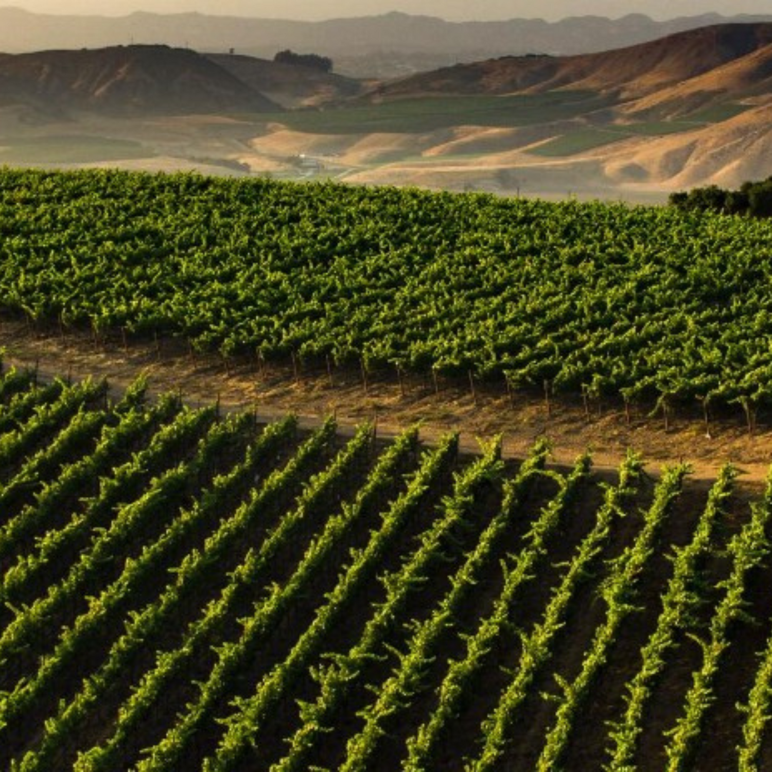 Normanby Fine Wines
