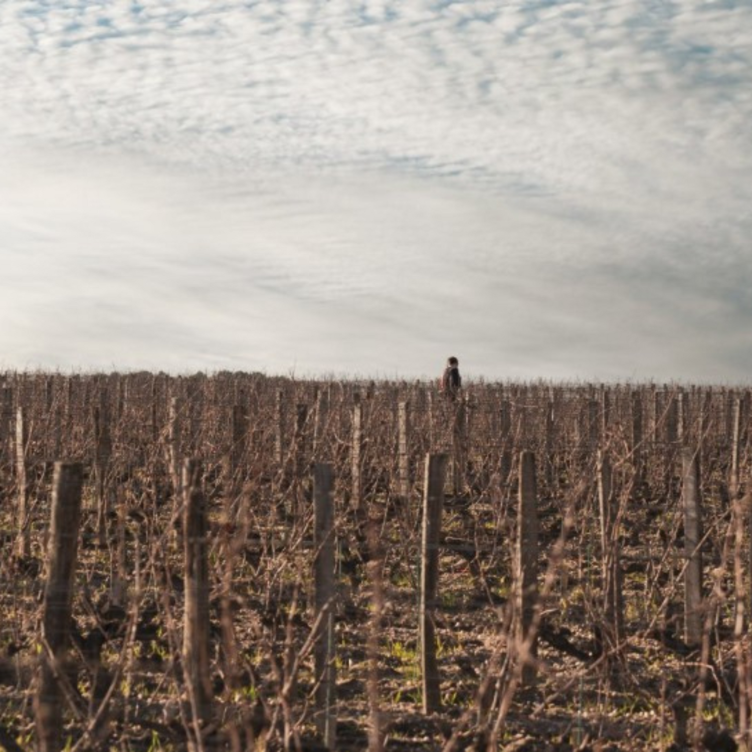 Normanby Fine Wines