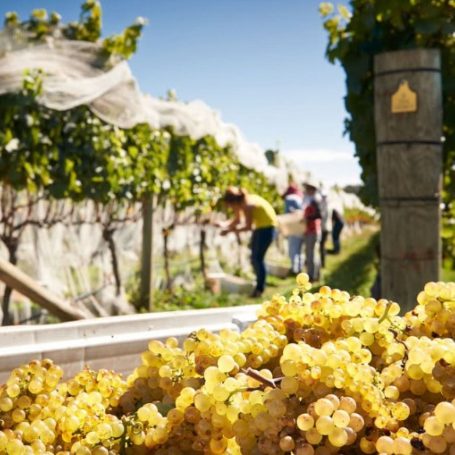 Normanby Fine Wines