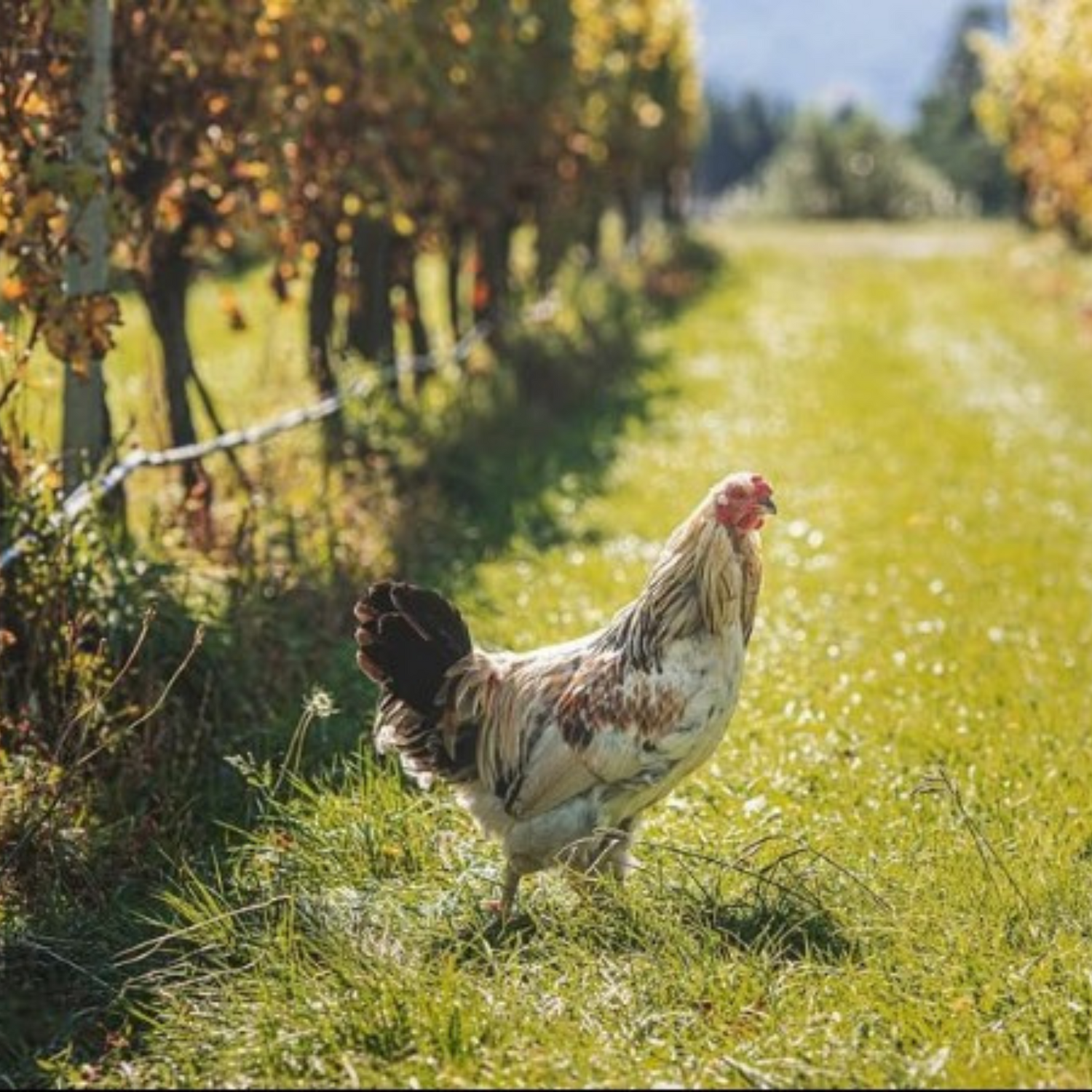 Normanby Fine Wines