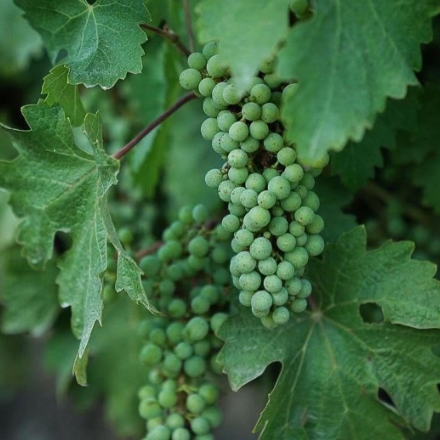 Normanby Fine Wines