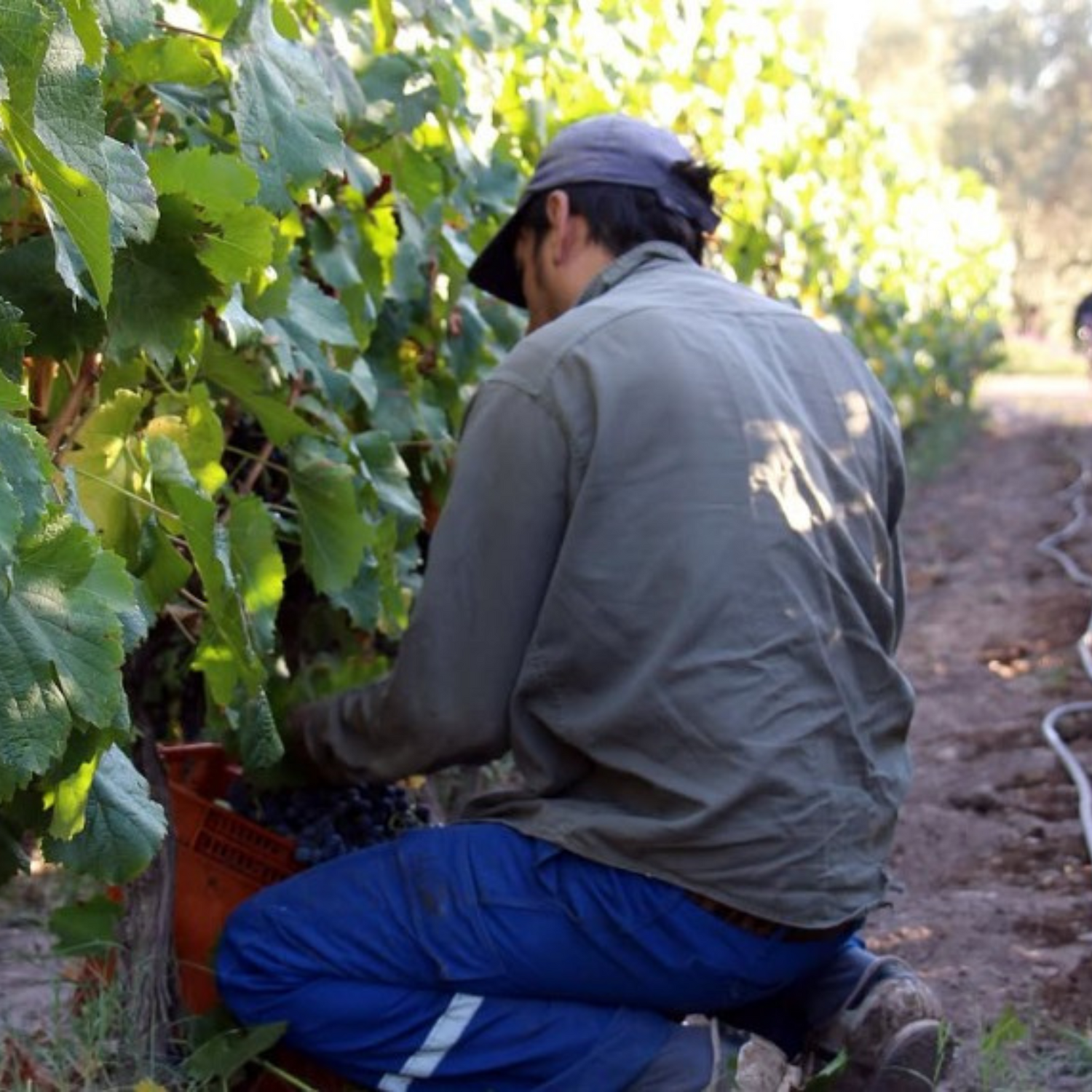Normanby Fine Wines