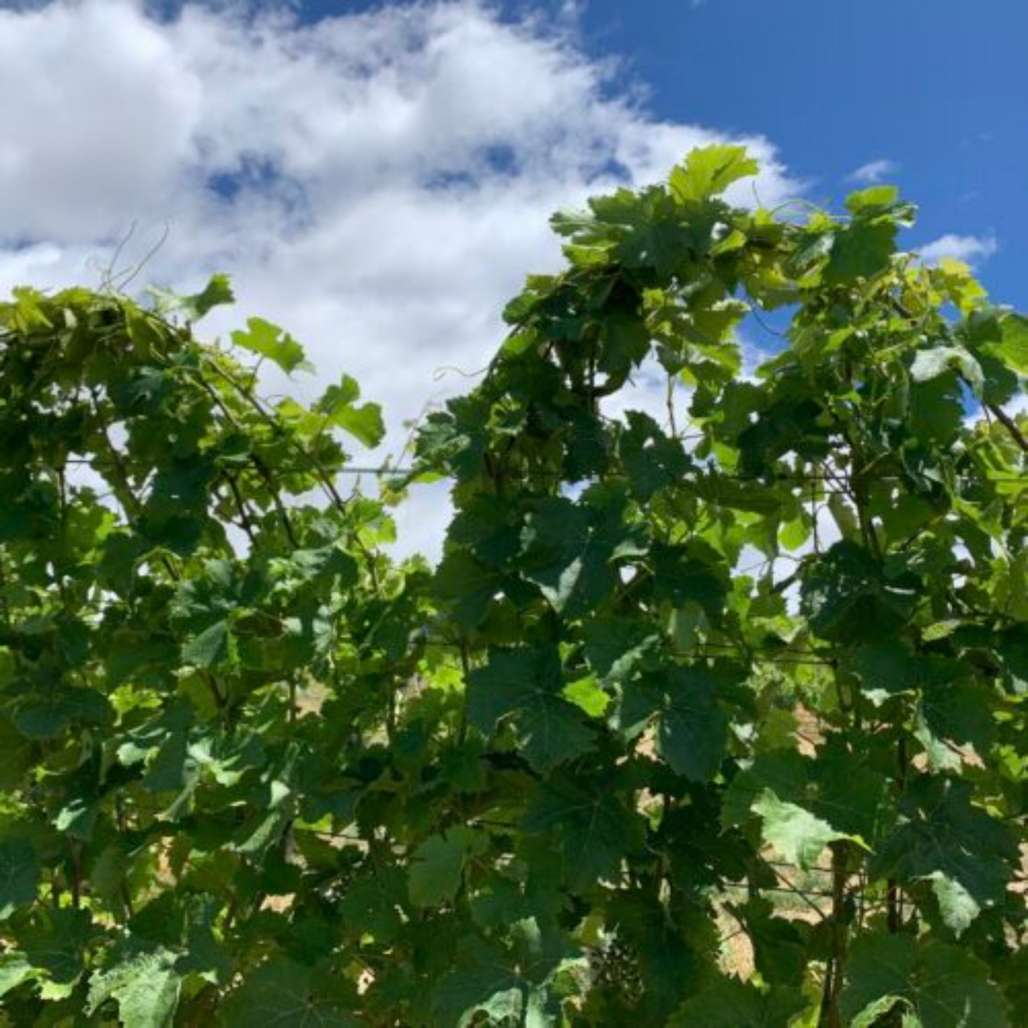 Normanby Fine Wines