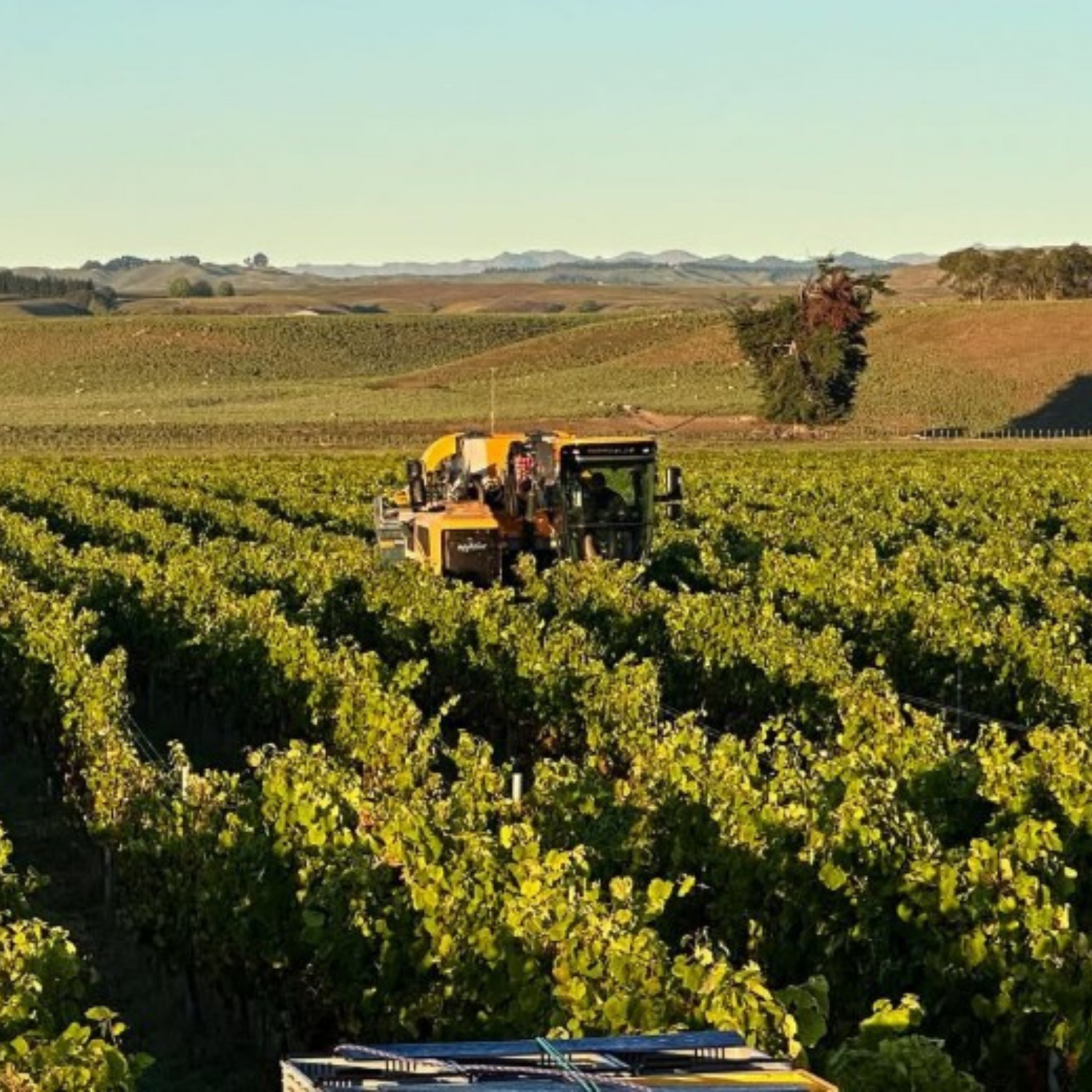 Normanby Fine Wines