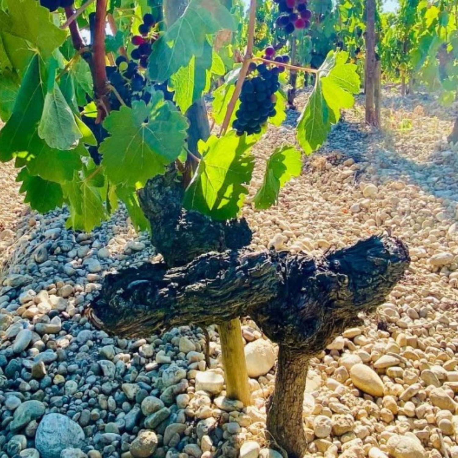 Normanby Fine Wines