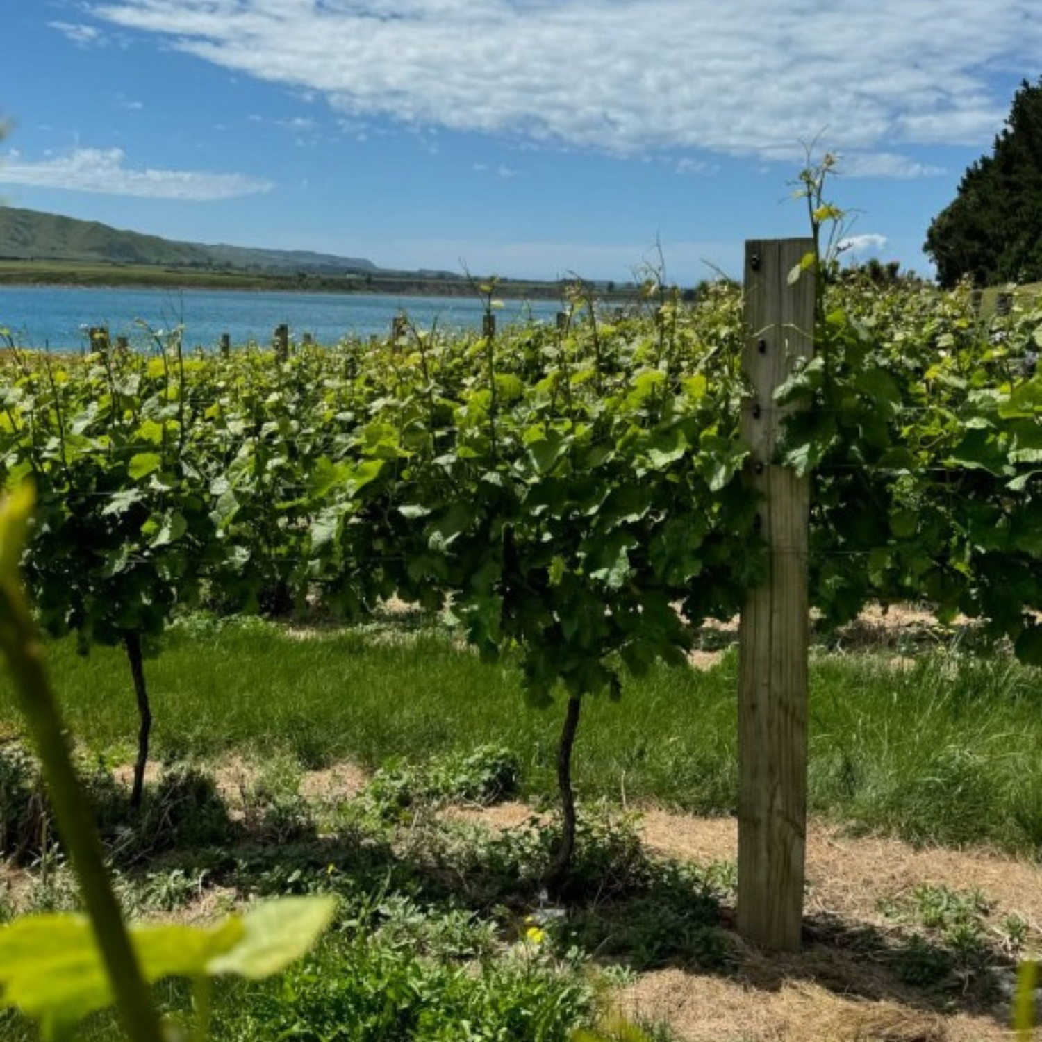 Normanby Fine Wines