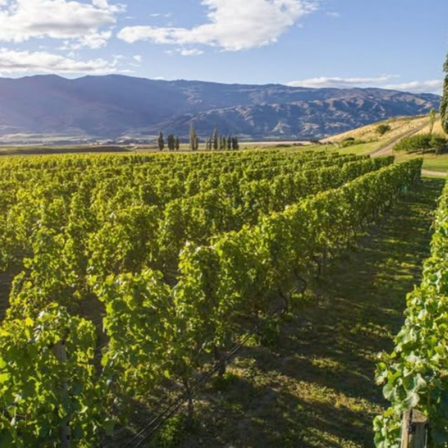 Normanby Fine Wines