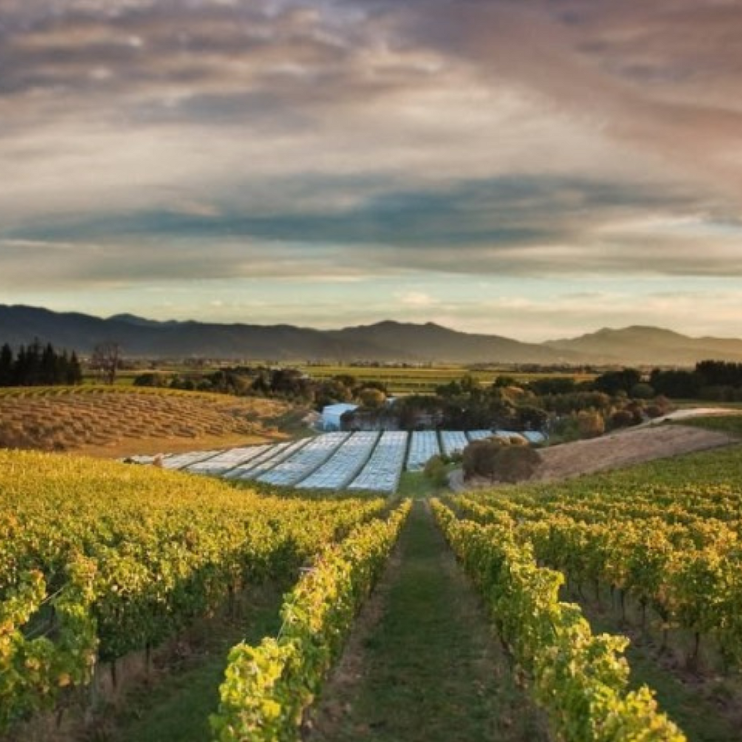 Normanby Fine Wines