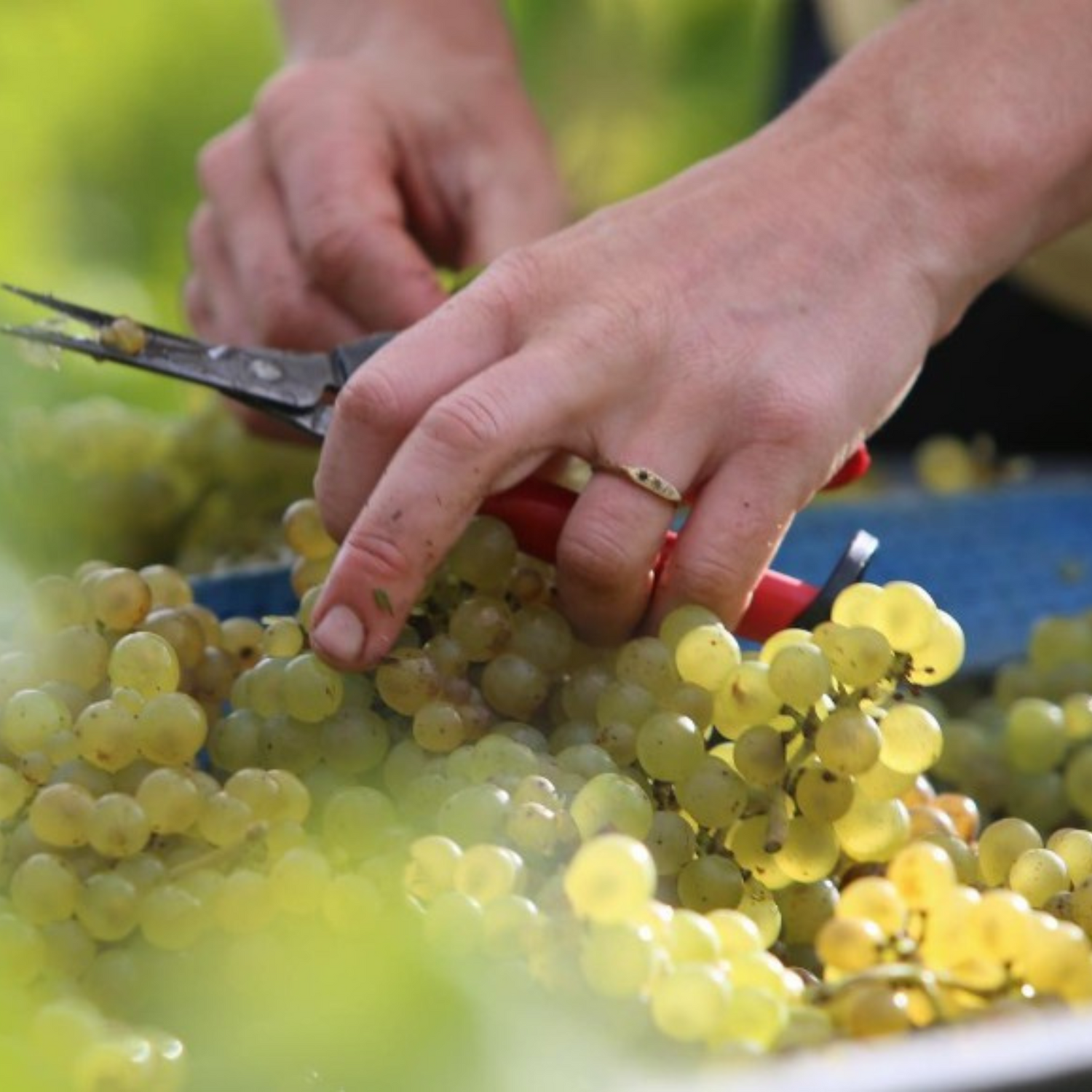 Normanby Fine Wines