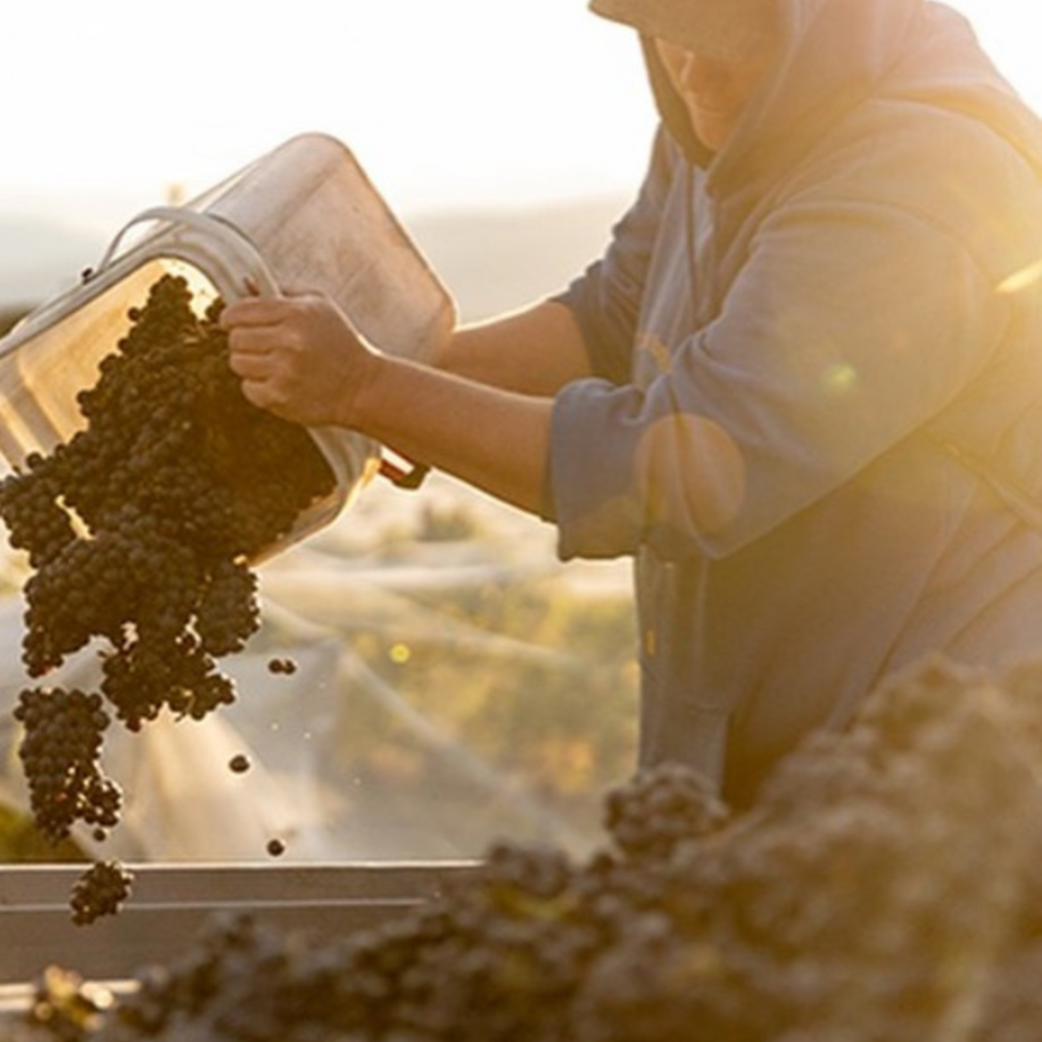 Normanby Fine Wines