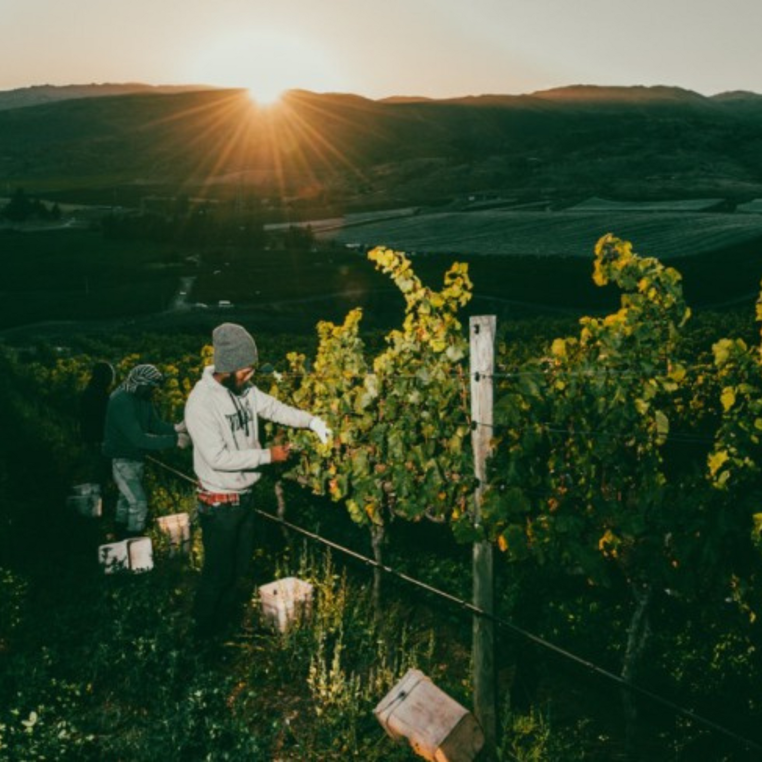 Normanby Fine Wines