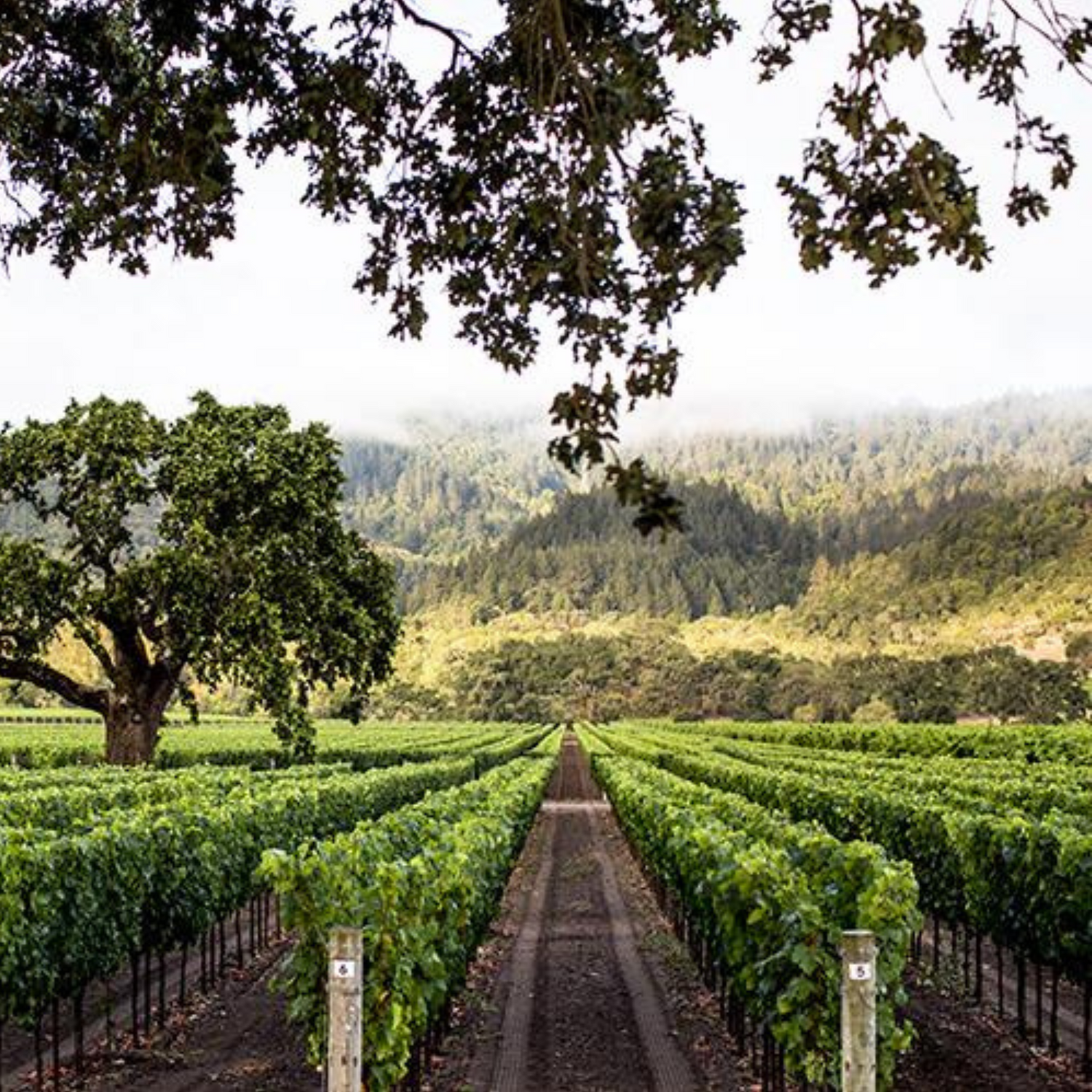 Normanby Fine Wines