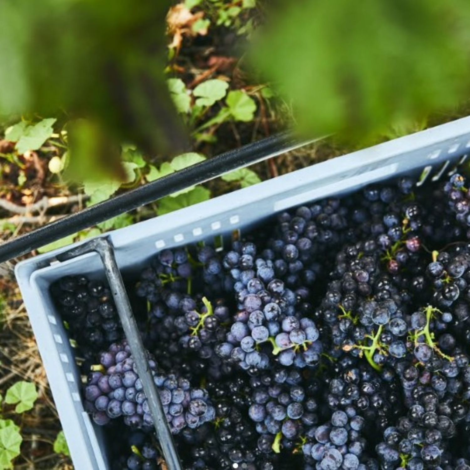 Normanby Fine Wines