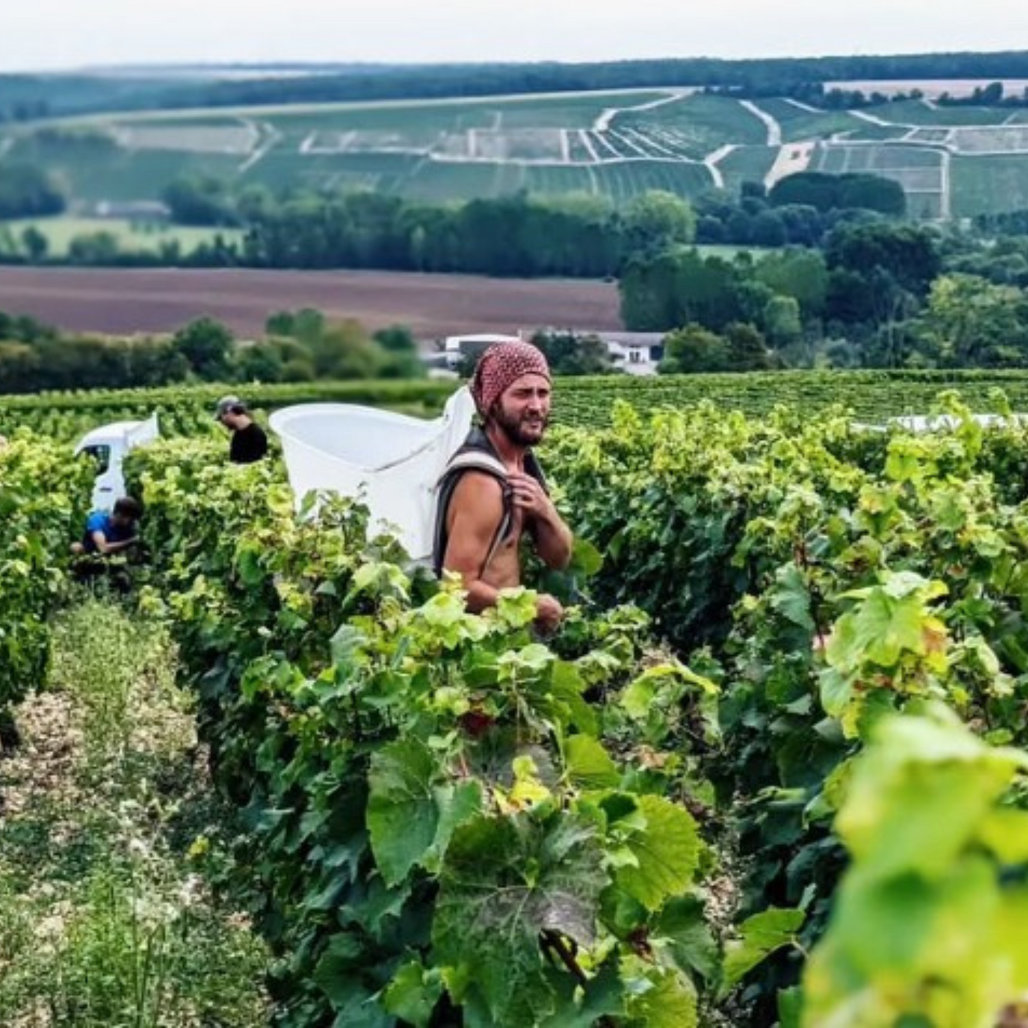 Normanby Fine Wines