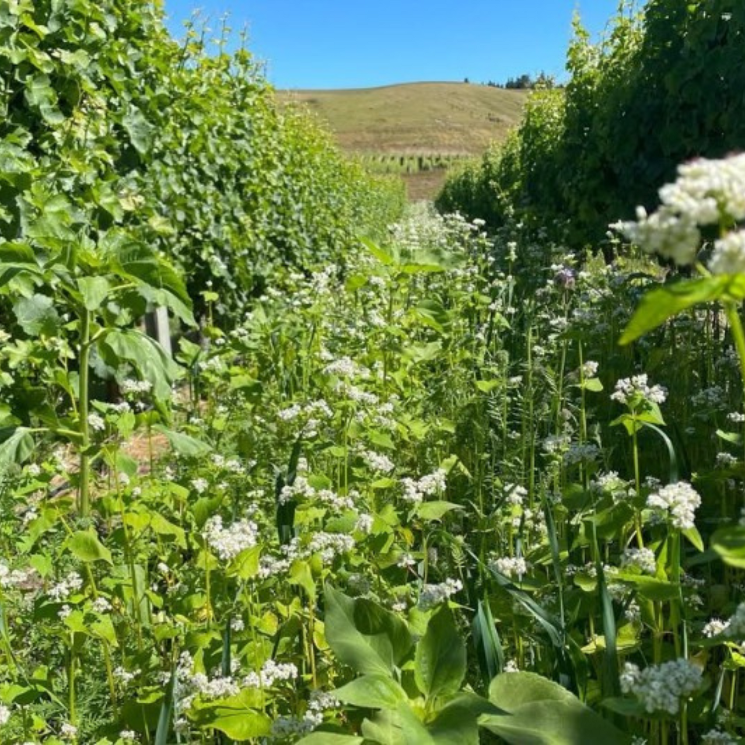 Normanby Fine Wines