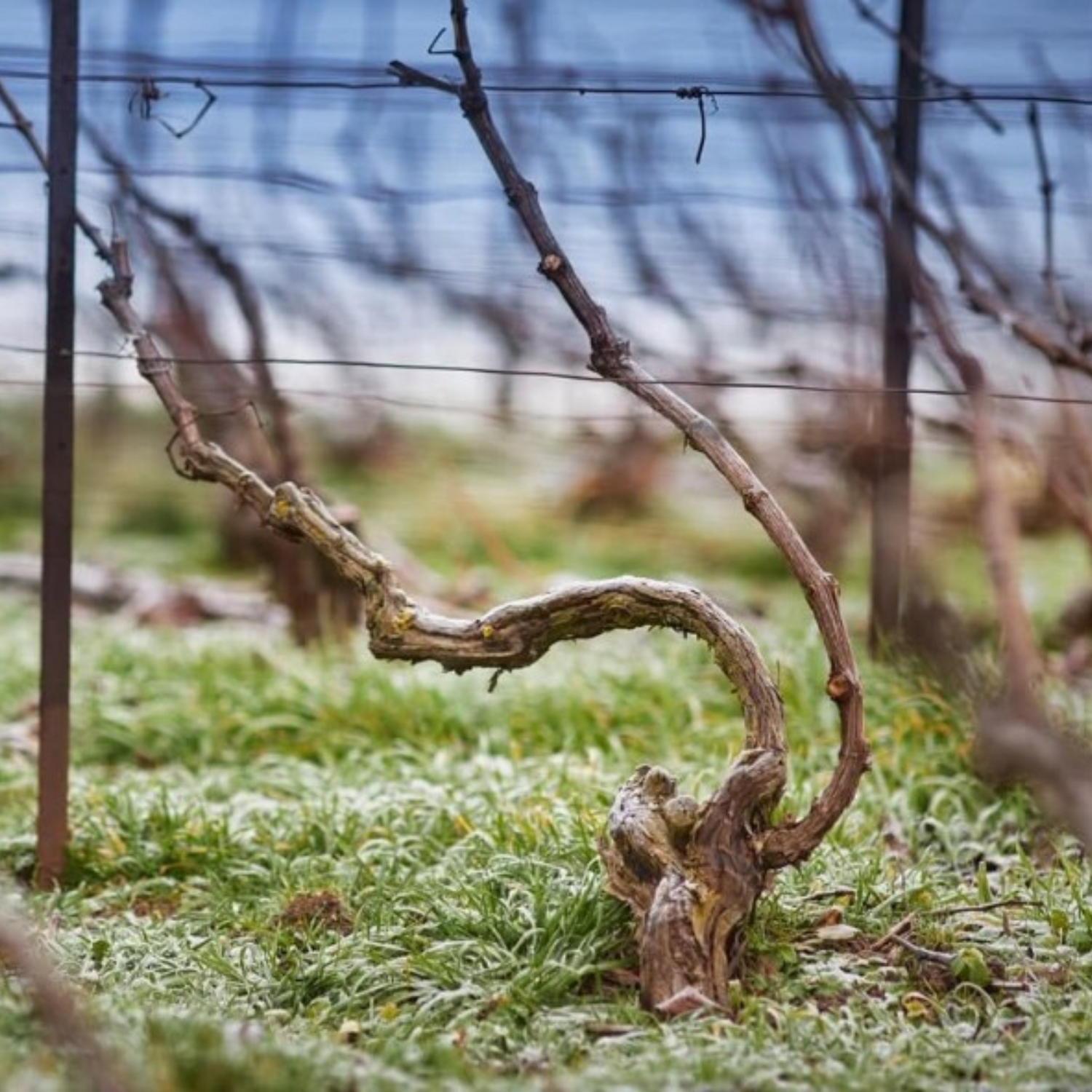 Normanby Fine Wines