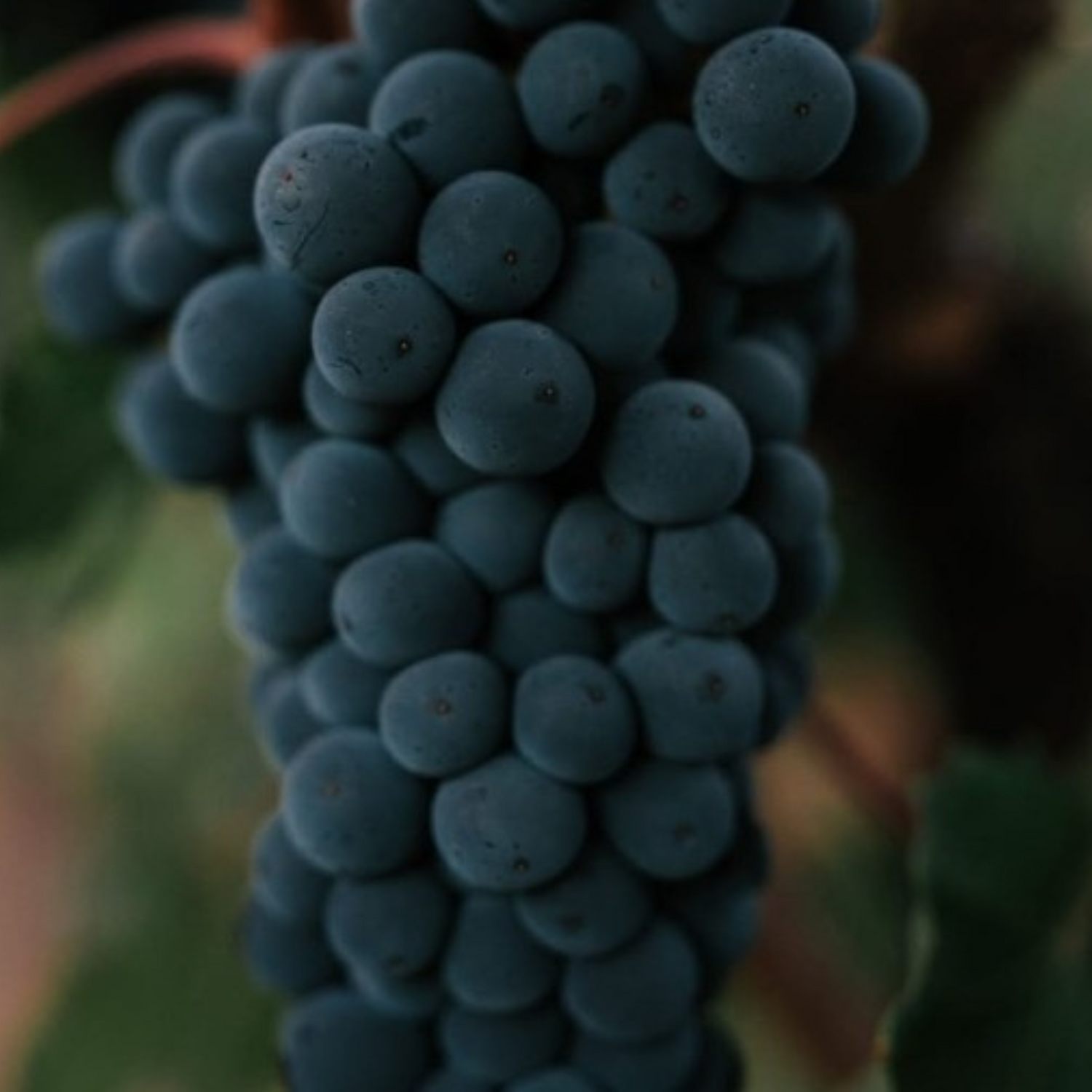 Normanby Fine Wines