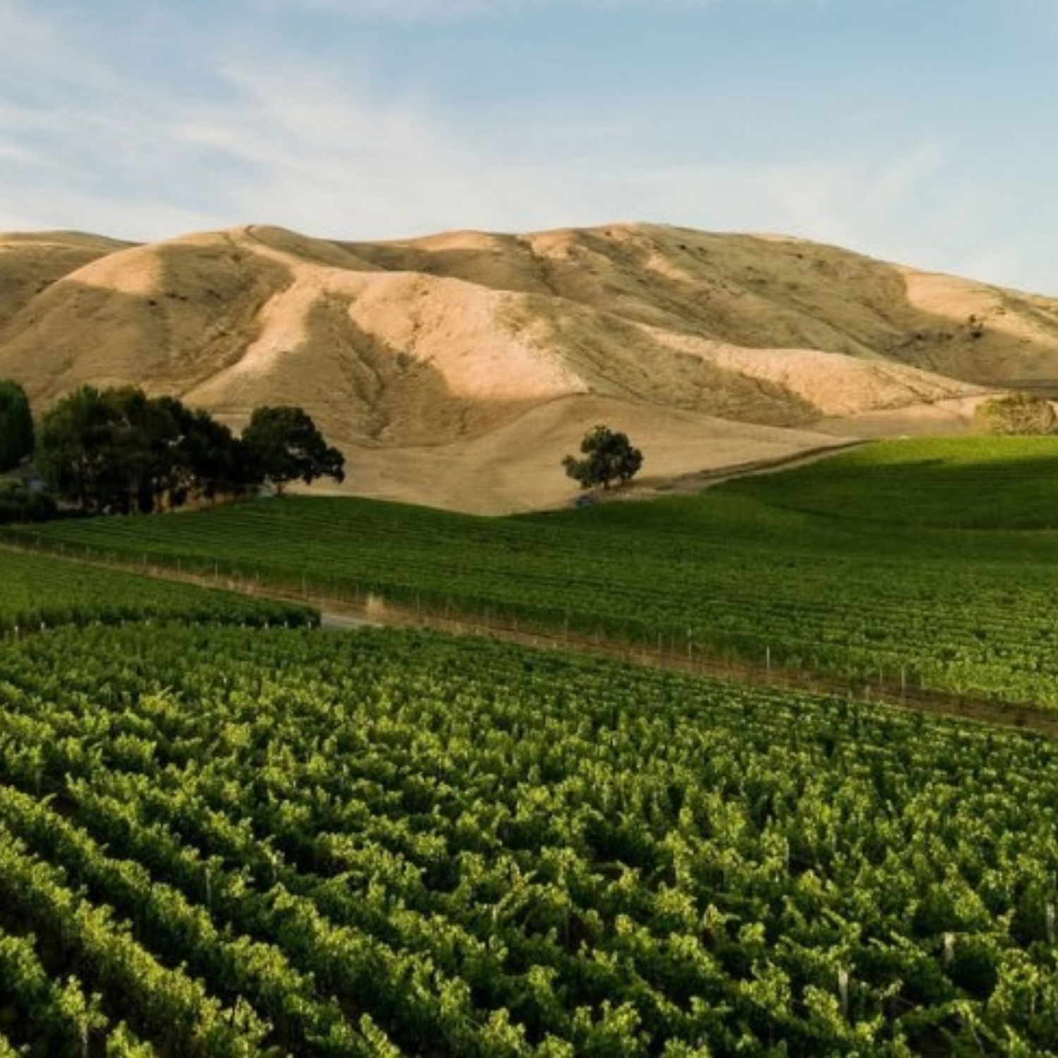 Normanby Fine Wines