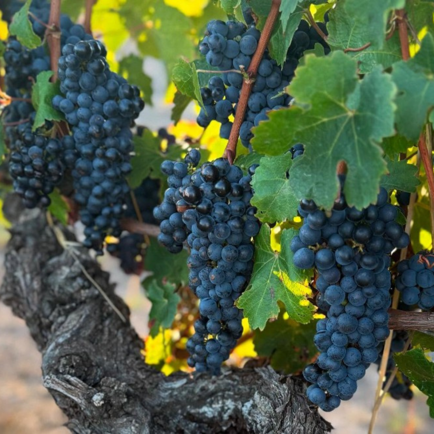 Normanby Fine Wines
