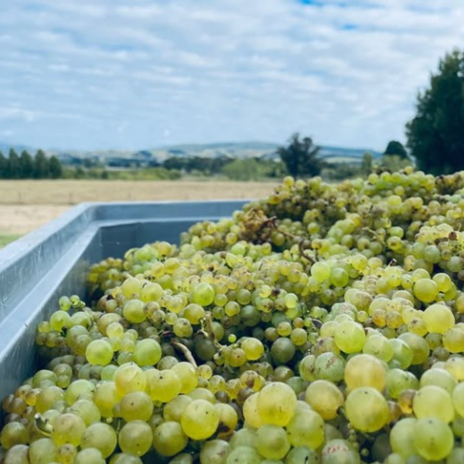 Normanby Fine Wines