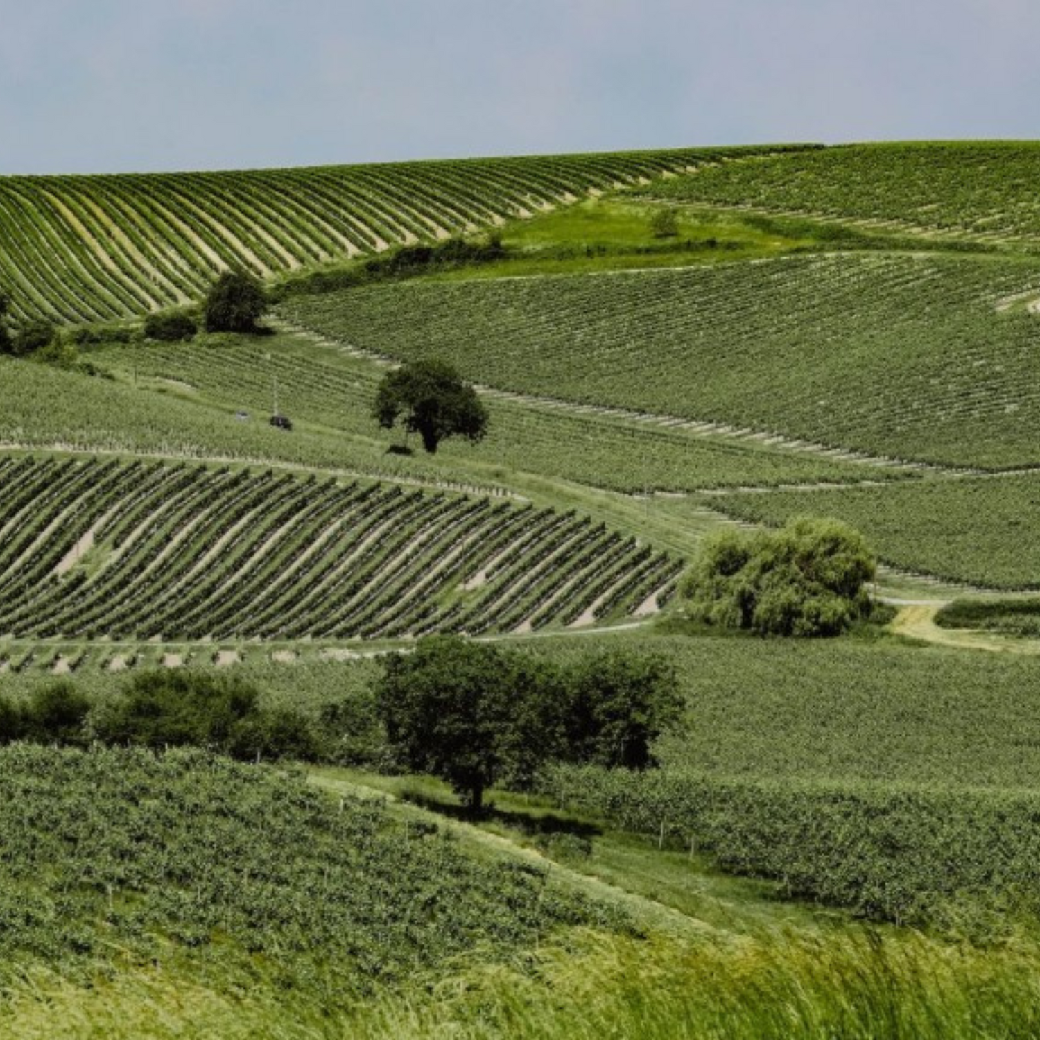 Normanby Fine Wines