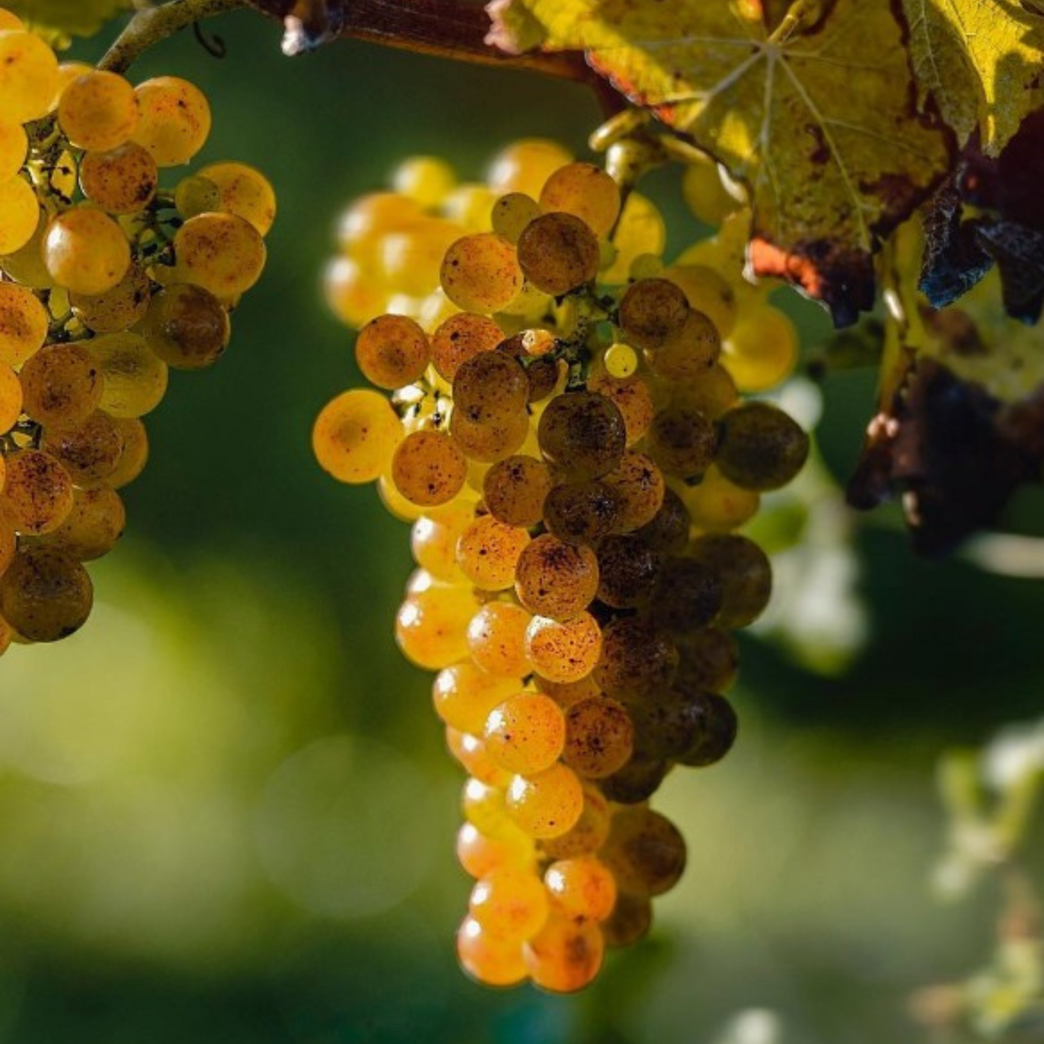 Normanby Fine Wines