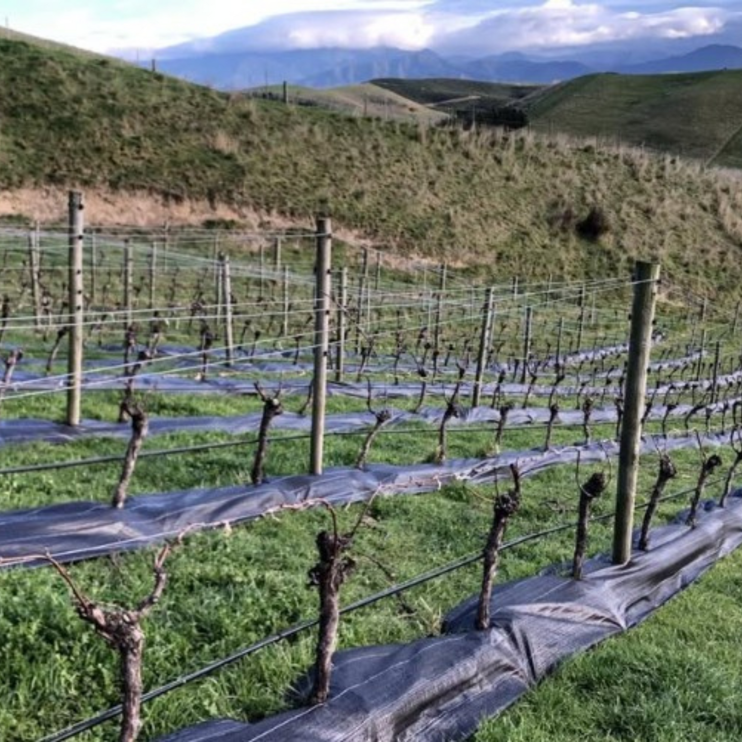 Normanby Fine Wines